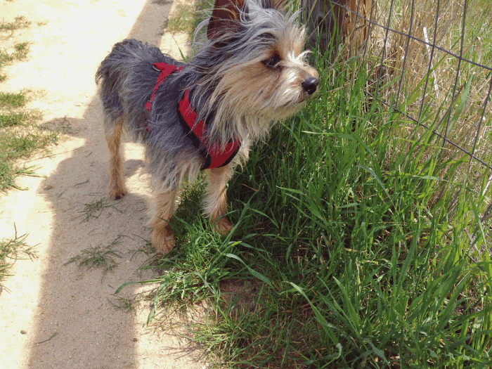 pippin+cutie.gif