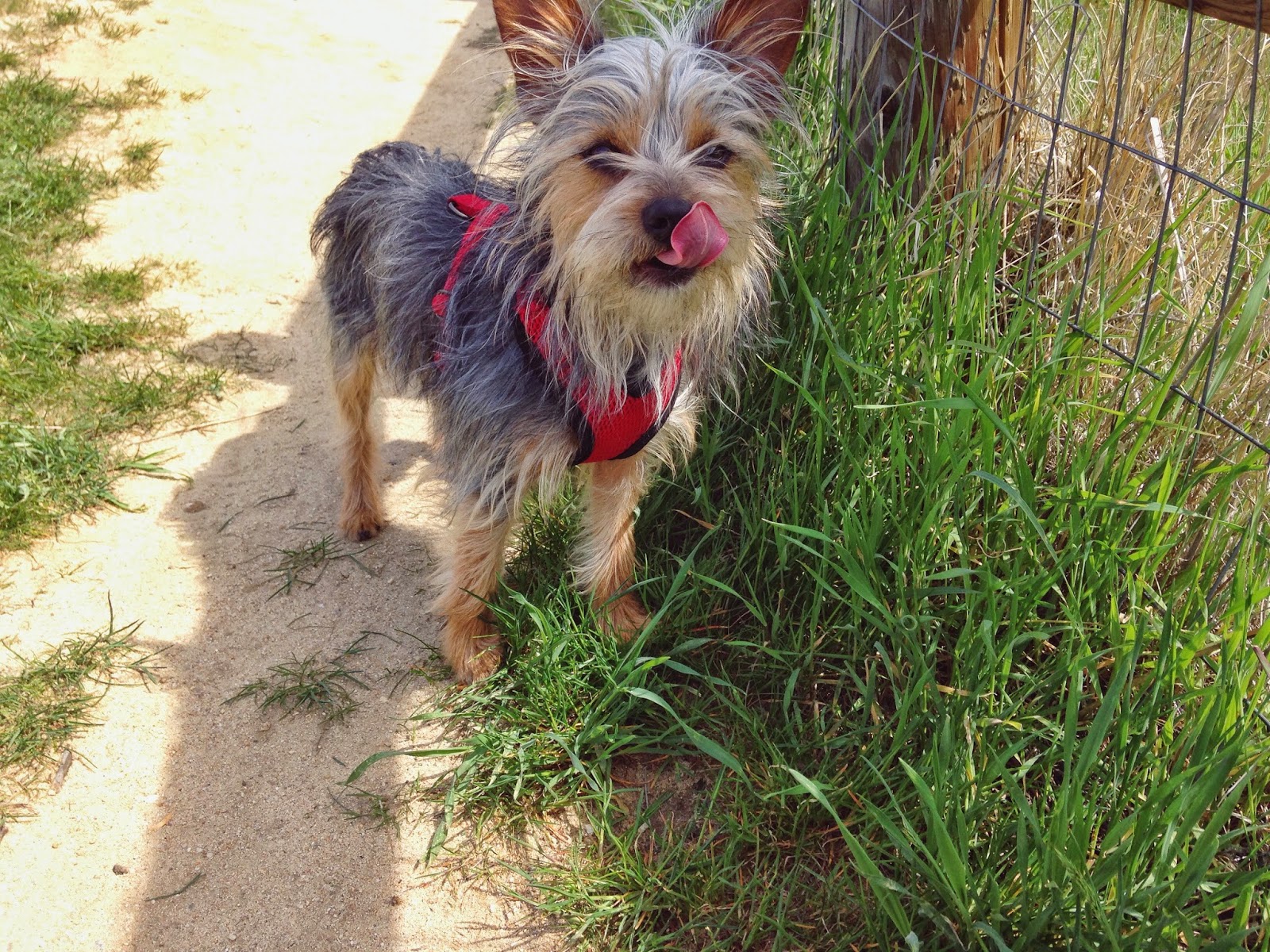 licking+pippin.jpeg