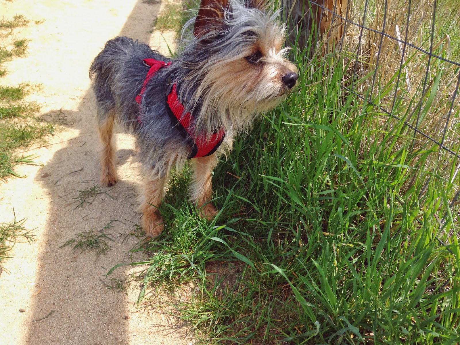 sniffing+pippin.jpeg