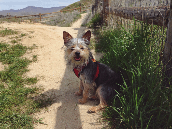 pippin+cutie+3.gif