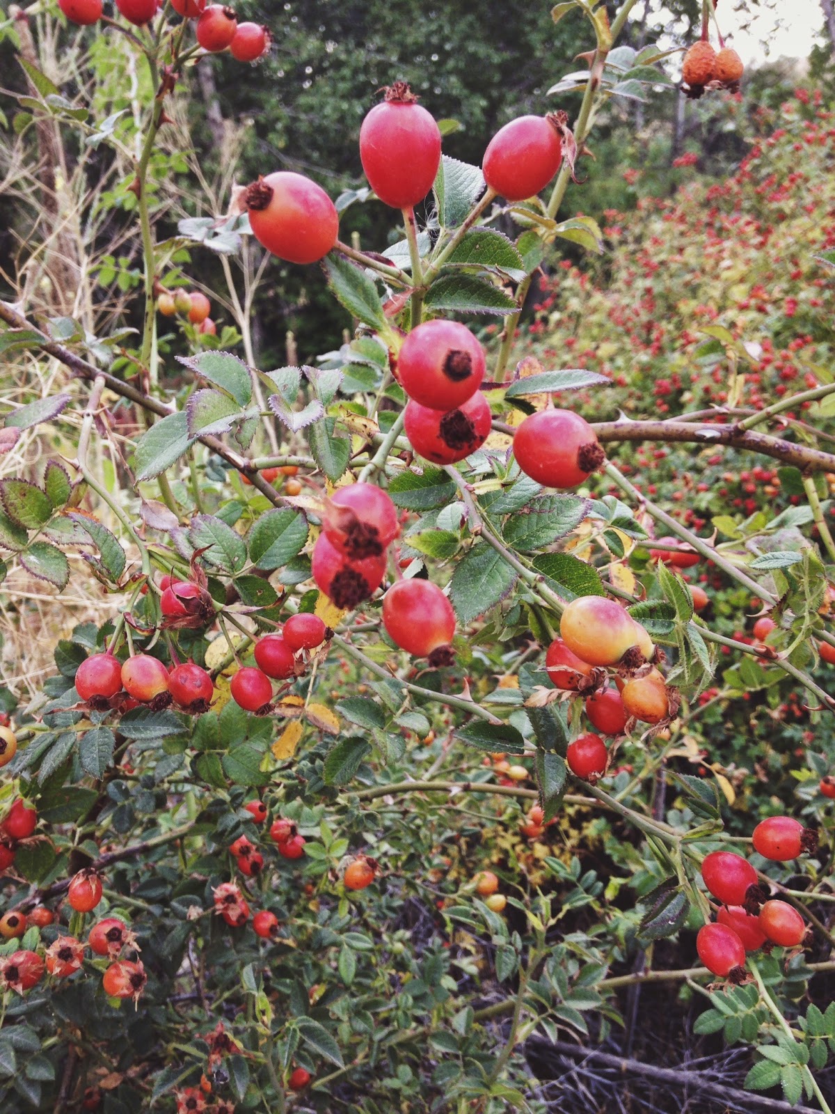 fall%2Bin%2Bthe%2Bfoothills.jpg