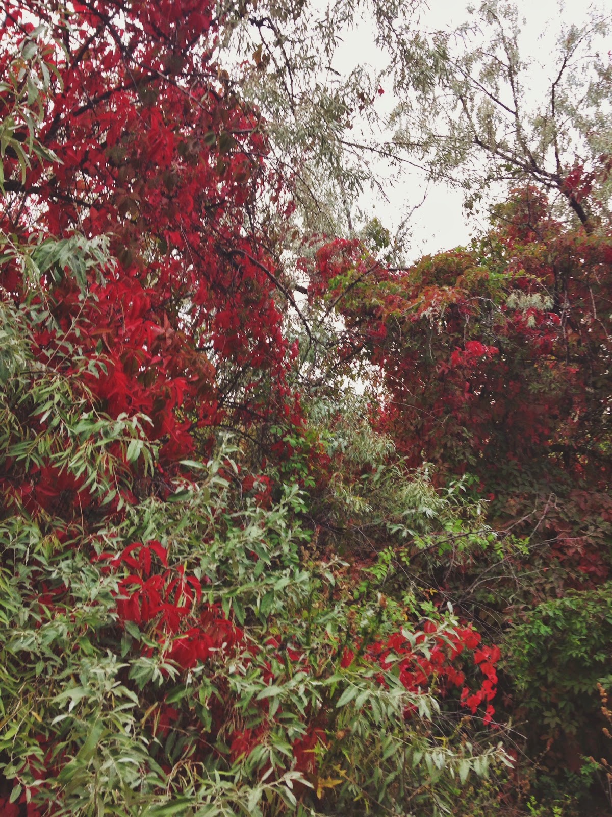 autumn%2Bon%2Bthe%2Btrails.jpg