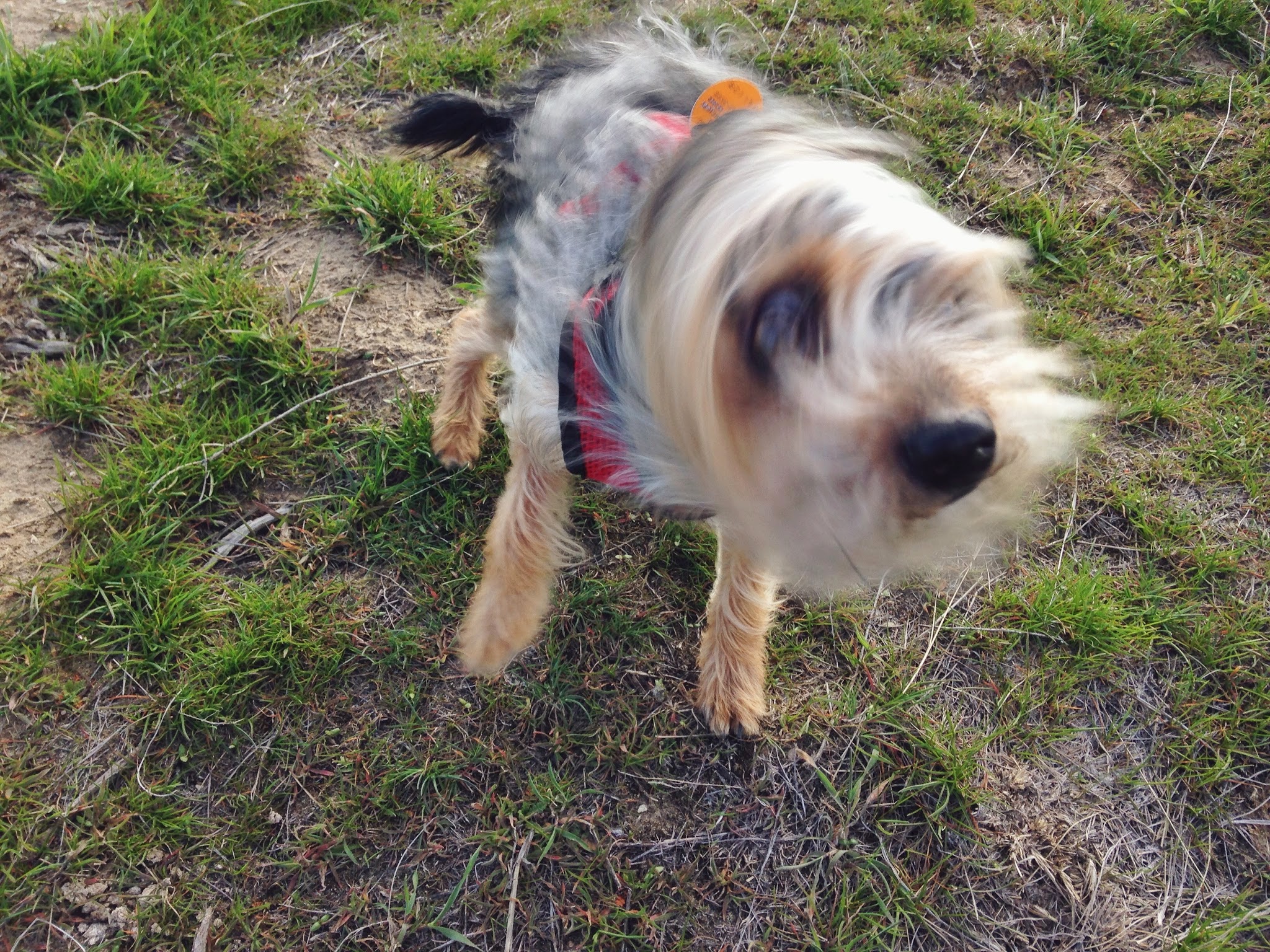 pippin+shake+3.jpeg