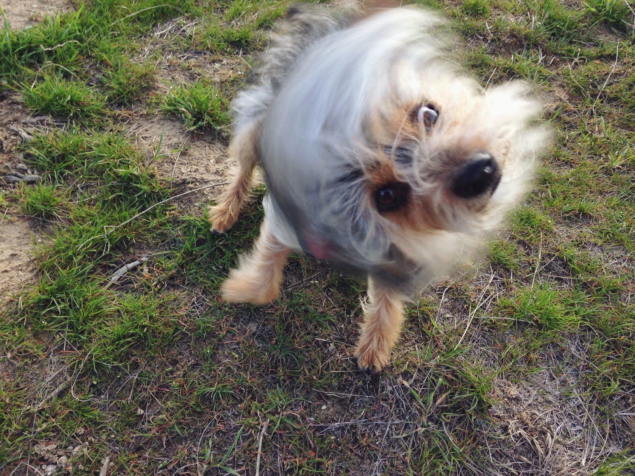 pippin+shake+2.jpeg