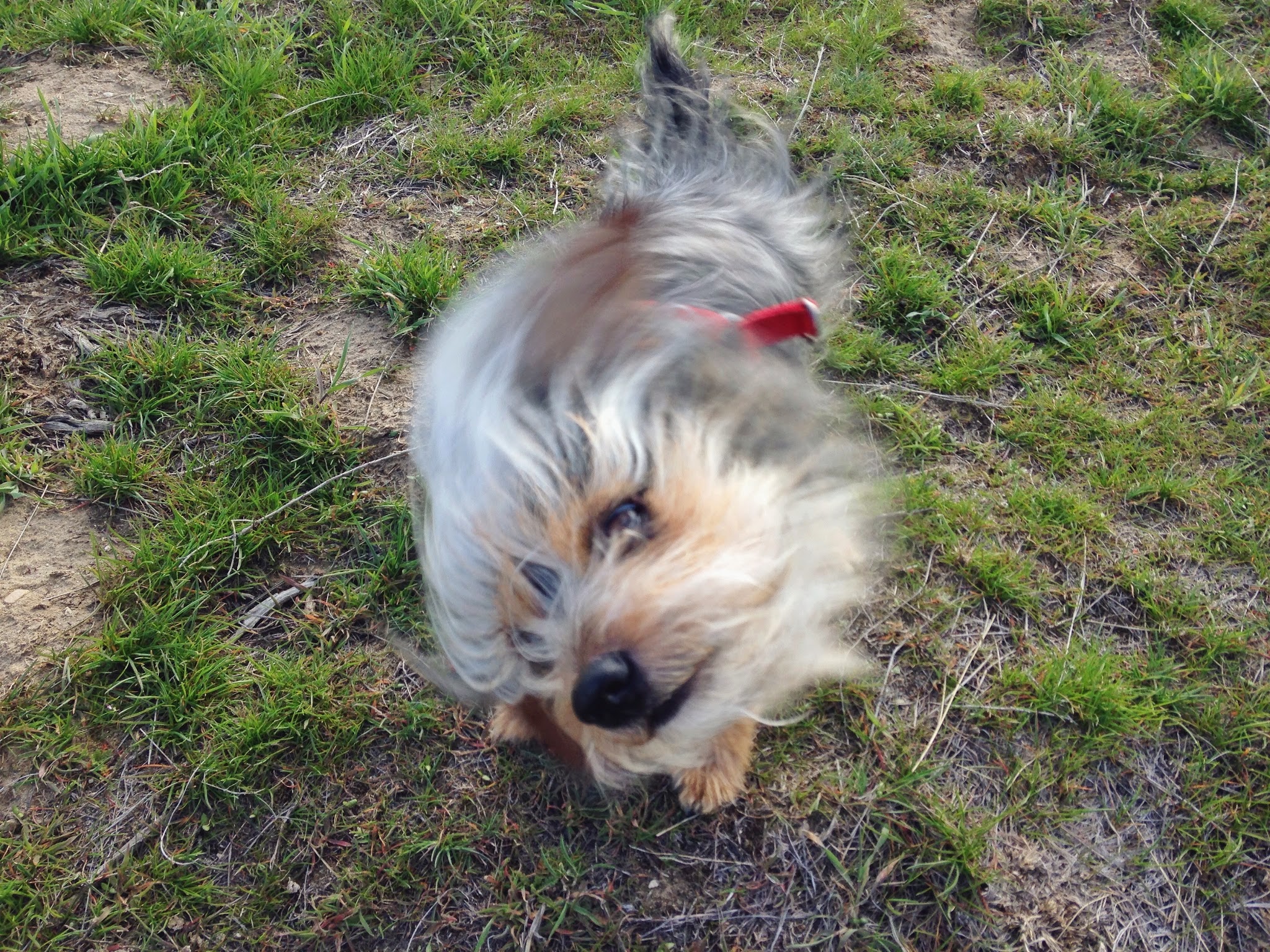 pippin+shake+1.jpeg