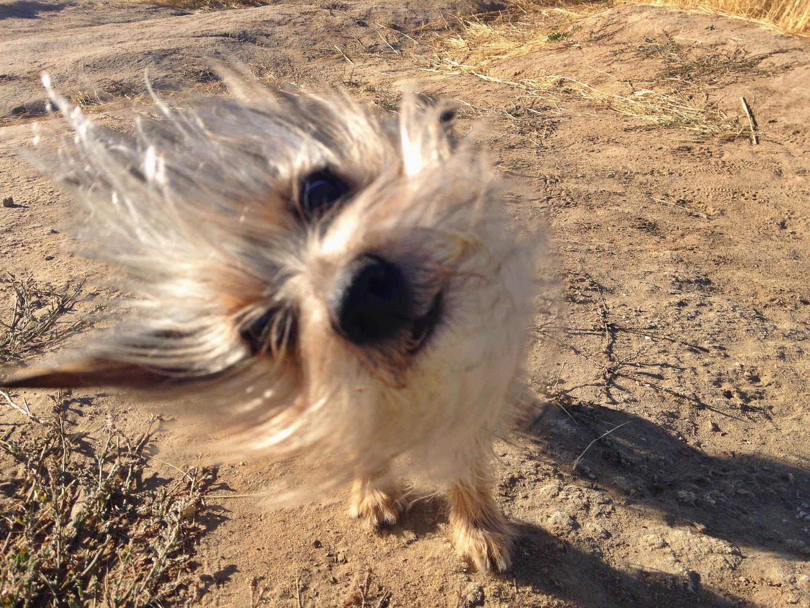 i%2Bwhip%2Bmy%2Bhair%2Bback%2Band%2Bforth%2B2.jpg