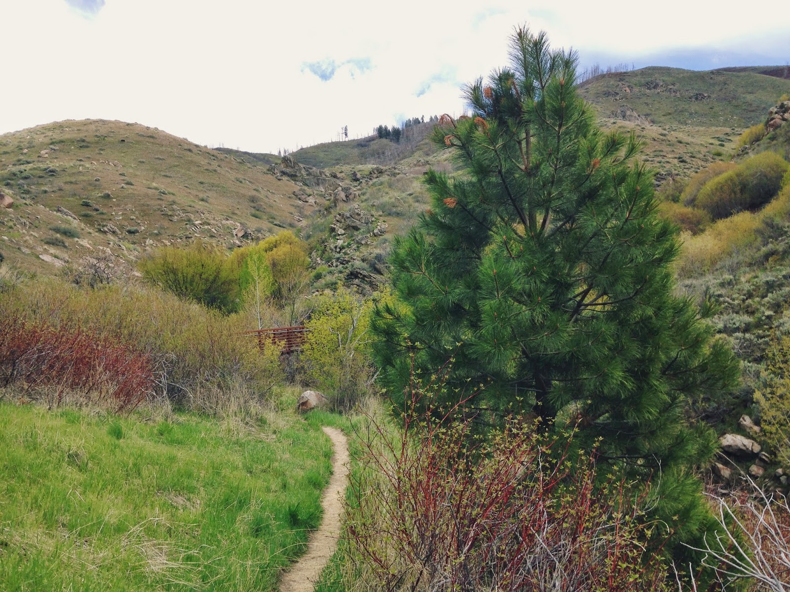 my+pine+tree.jpeg