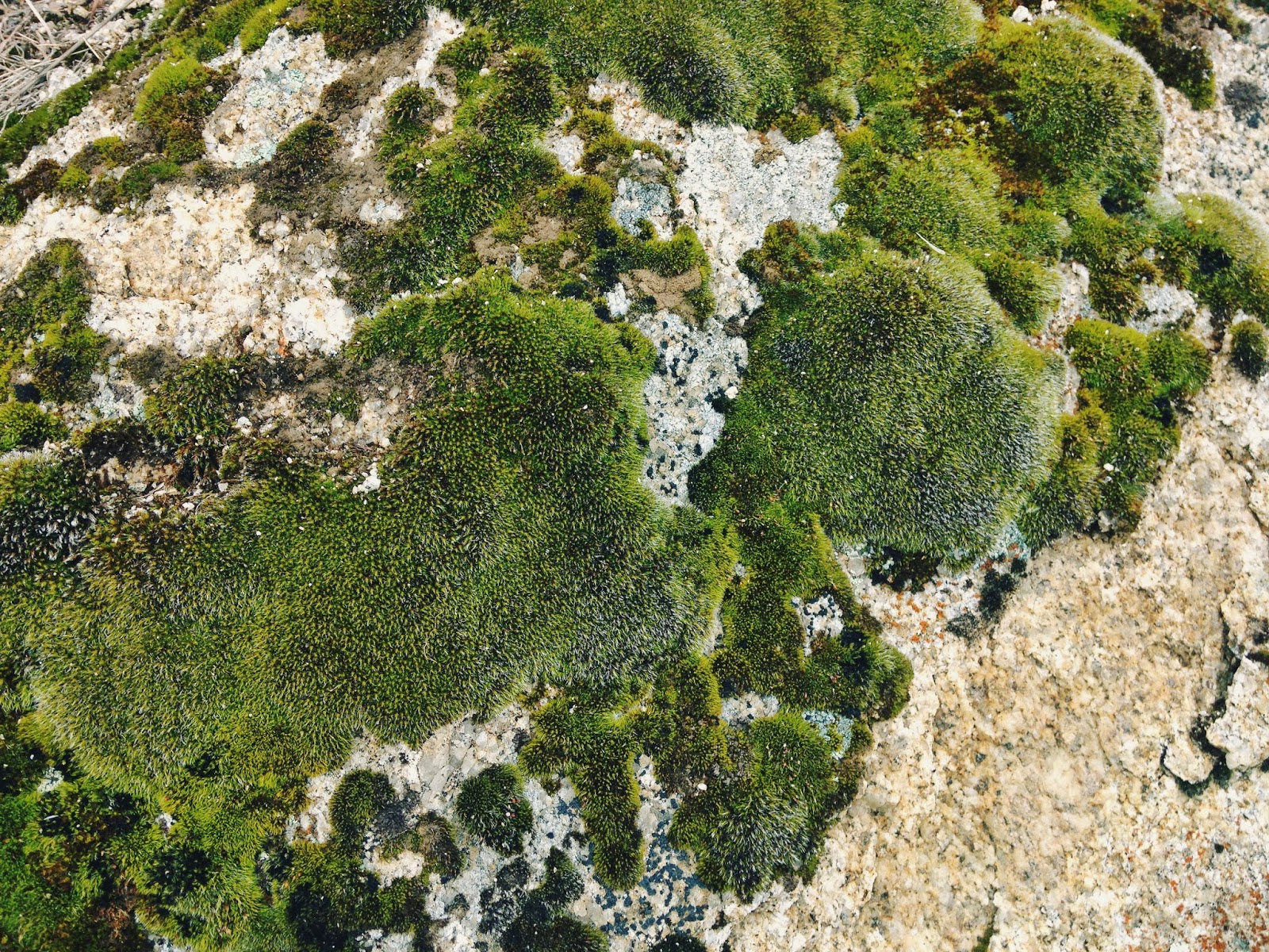 mossy+rock.jpeg