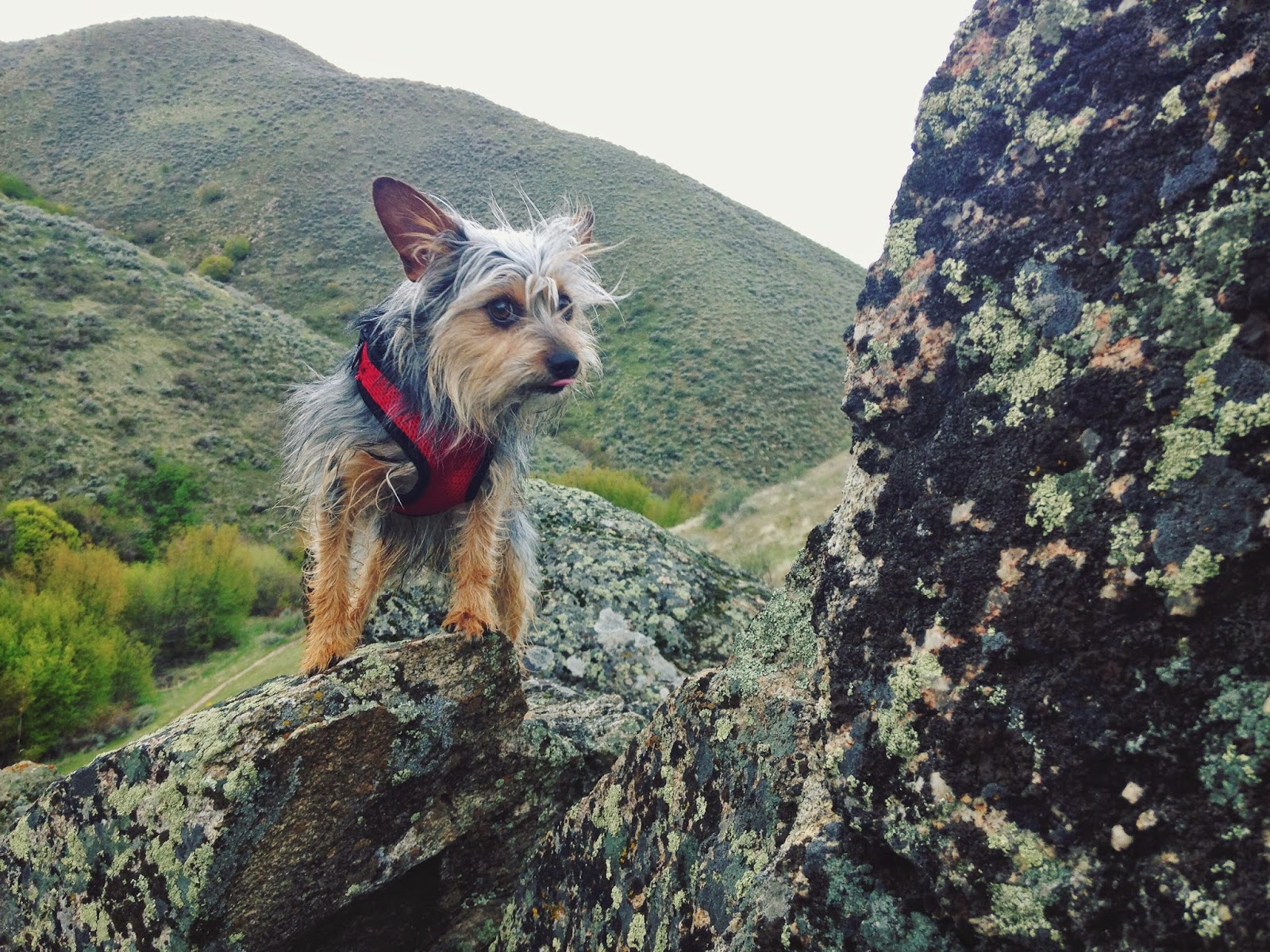 pippin+the+derp.jpeg