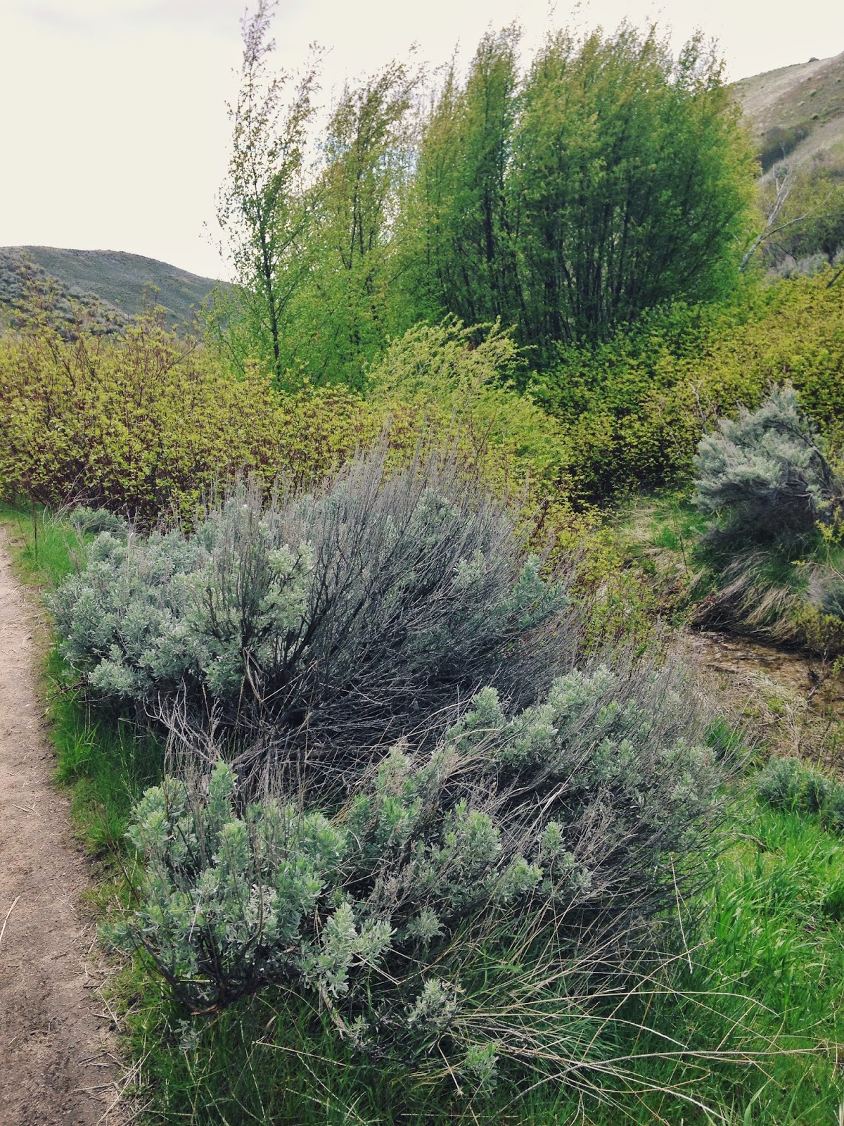 along+hulls+creek.jpeg