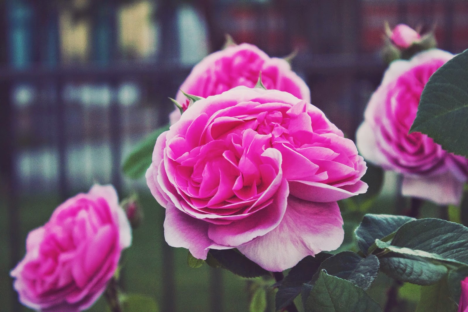 pink+rose.jpg