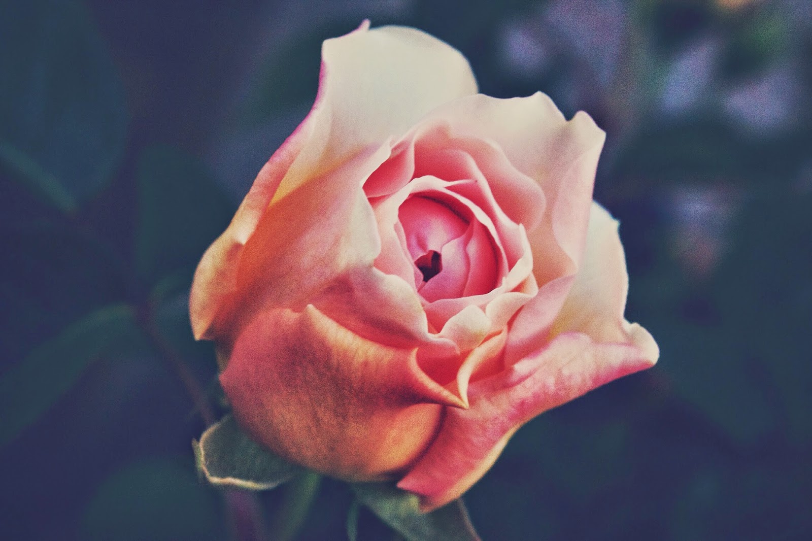 orange+rose.jpg