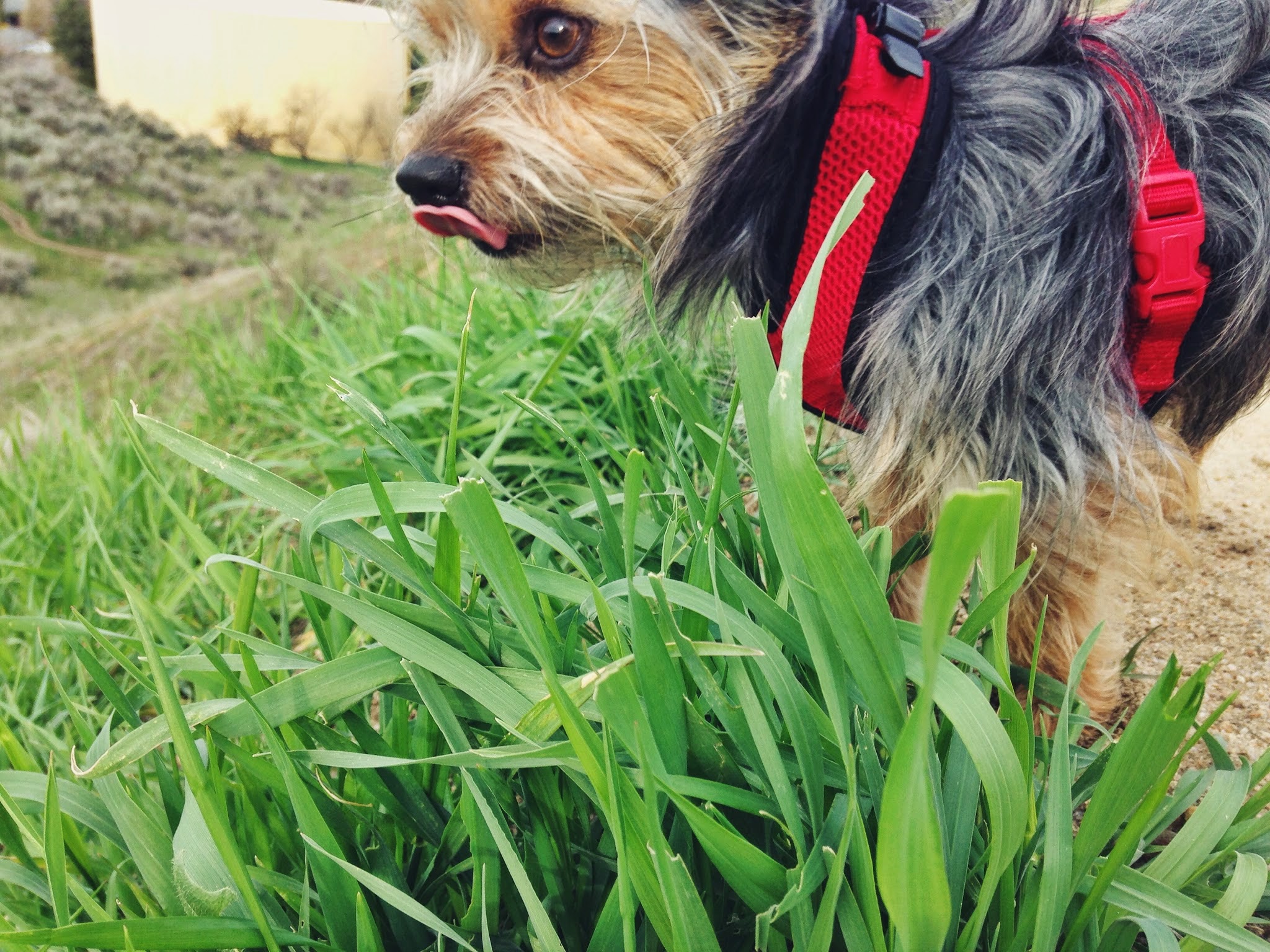 pippin+eating+grass.jpeg