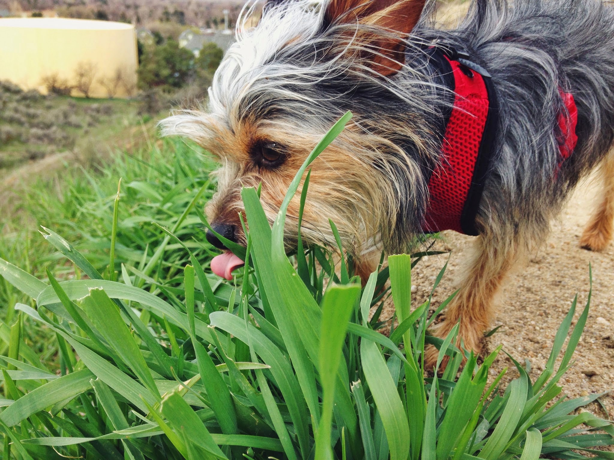 tasty+green+grass.jpeg