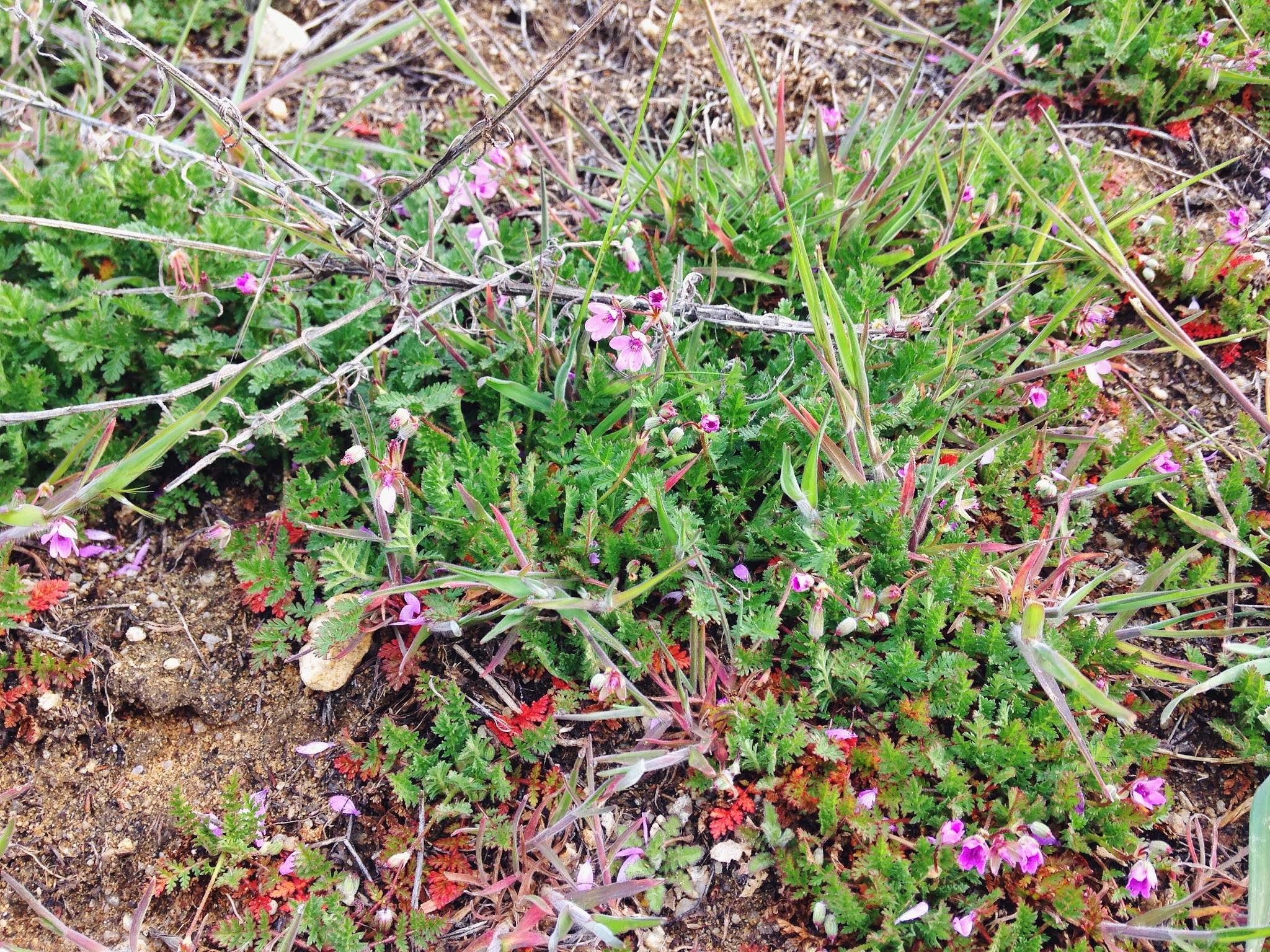 tiny+purple+wildflowers.jpeg