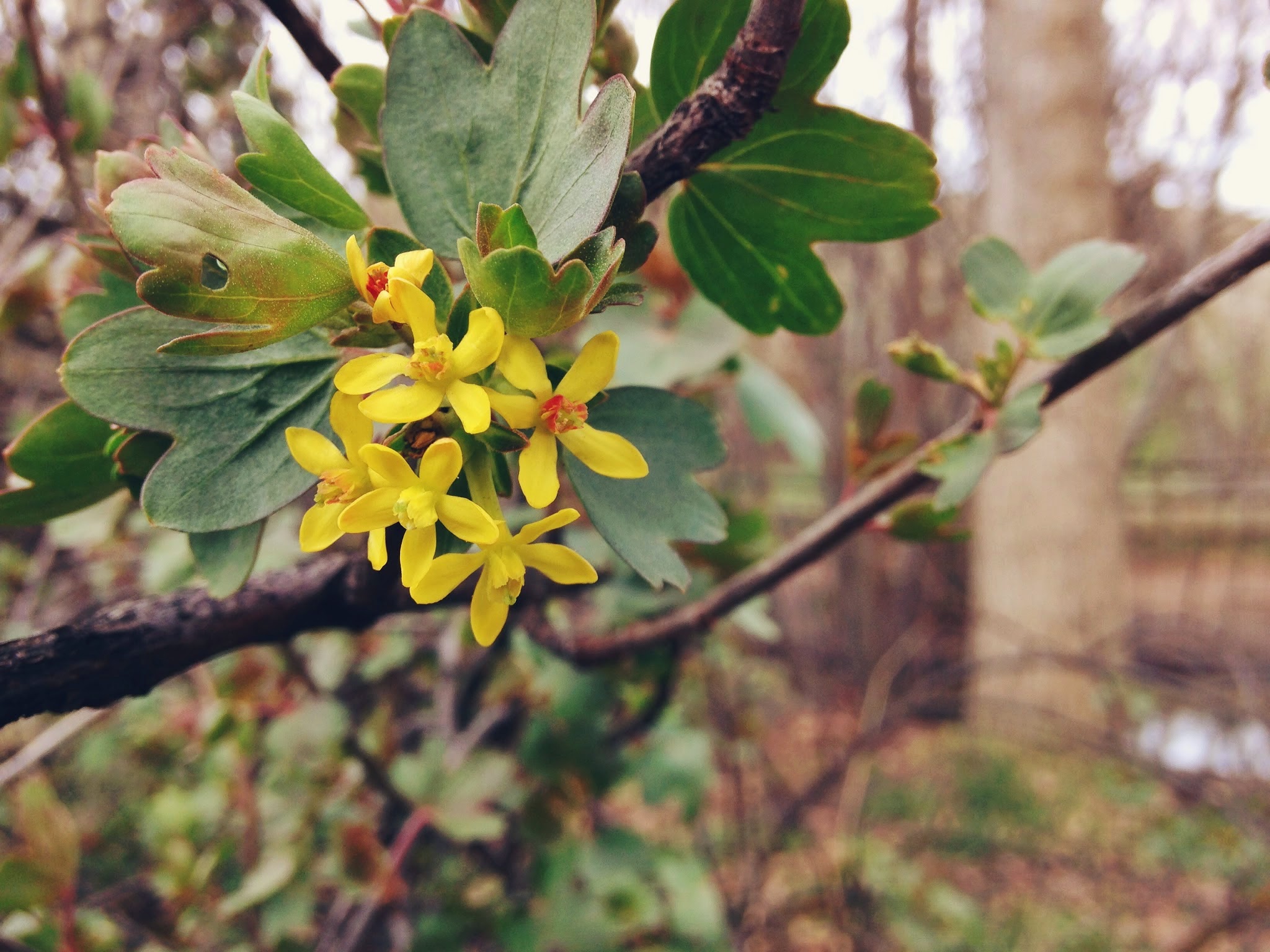 yellow+blossoms.jpeg