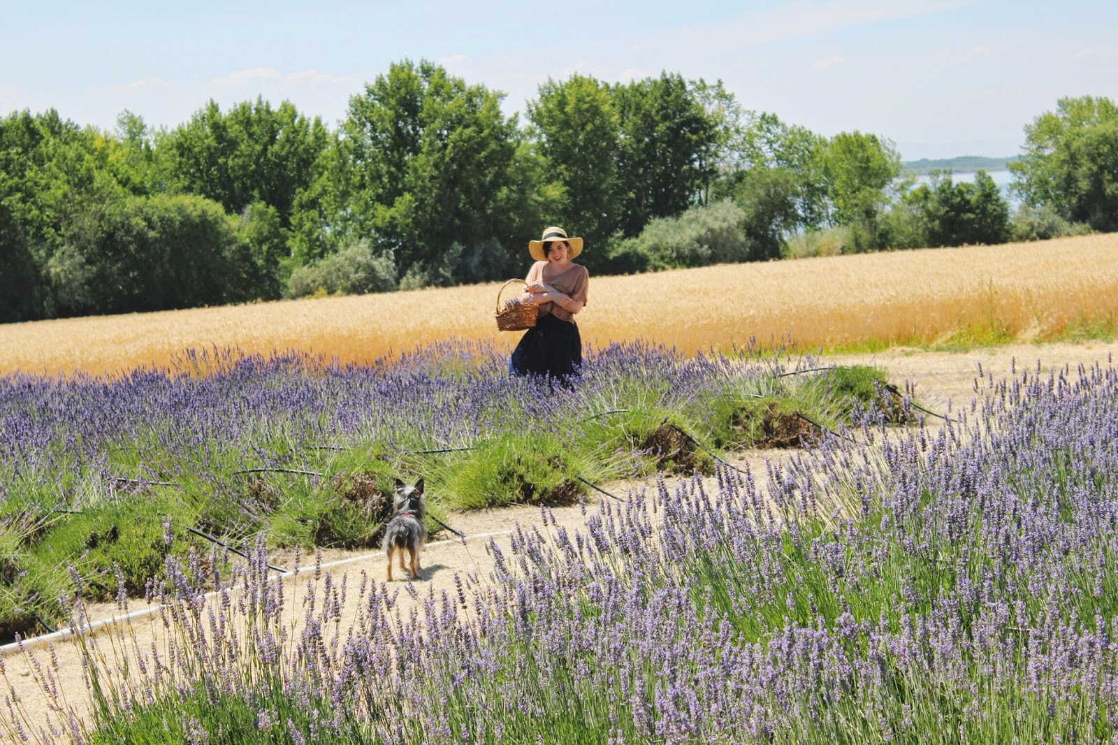pippin+in+lavender.jpg