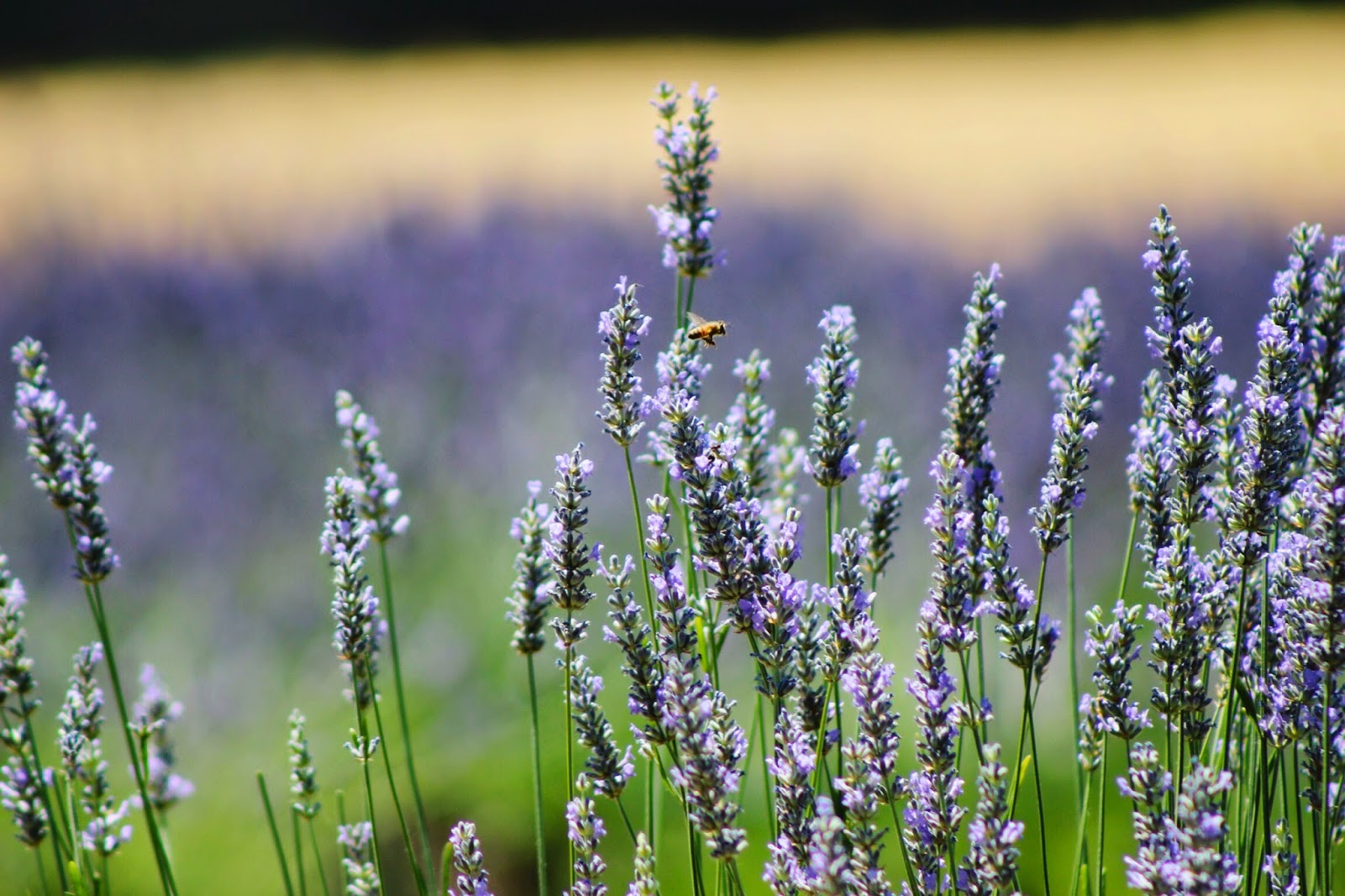 little+buzzing+bee.jpg
