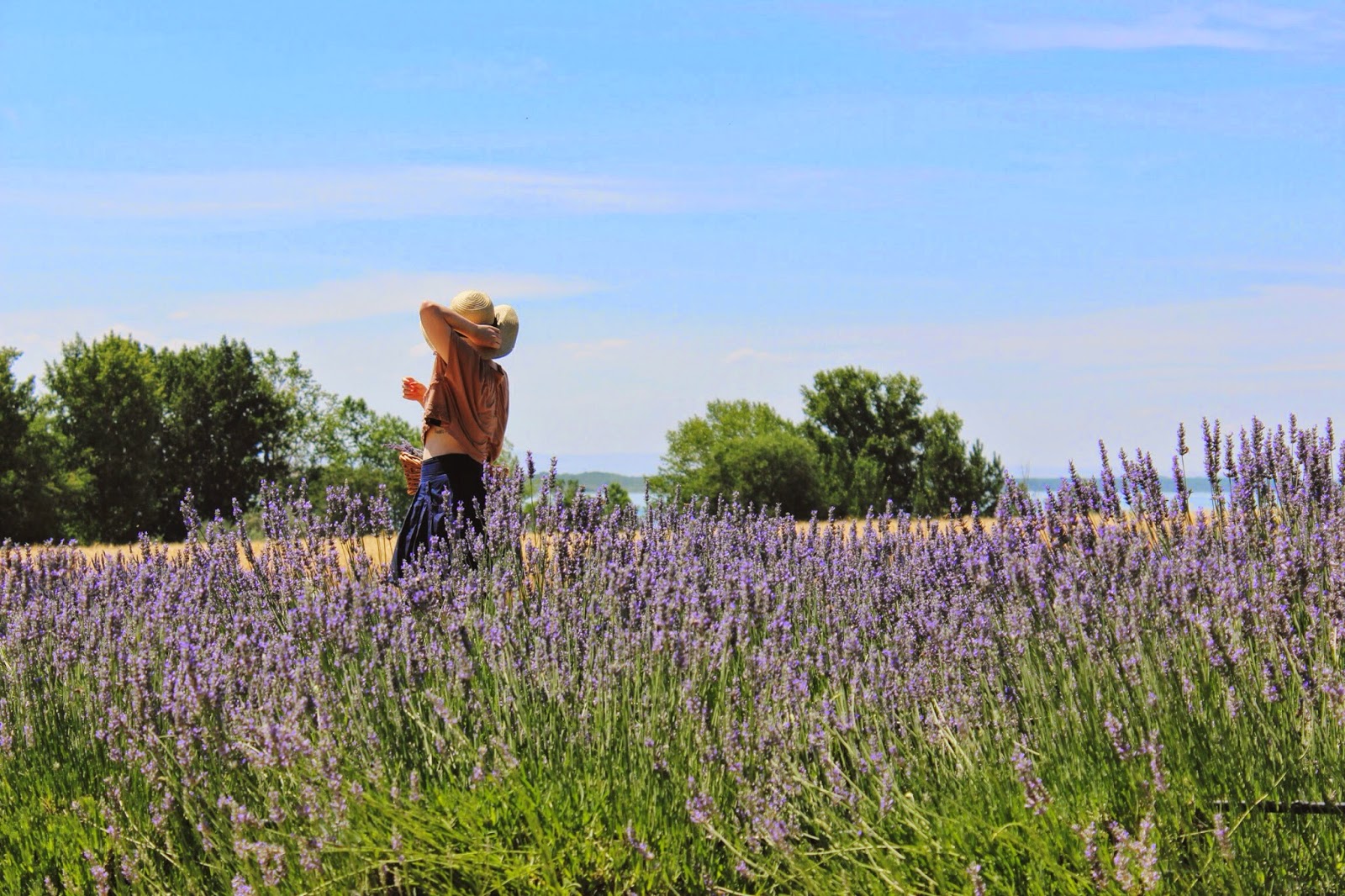 lakeside+lavender.jpg