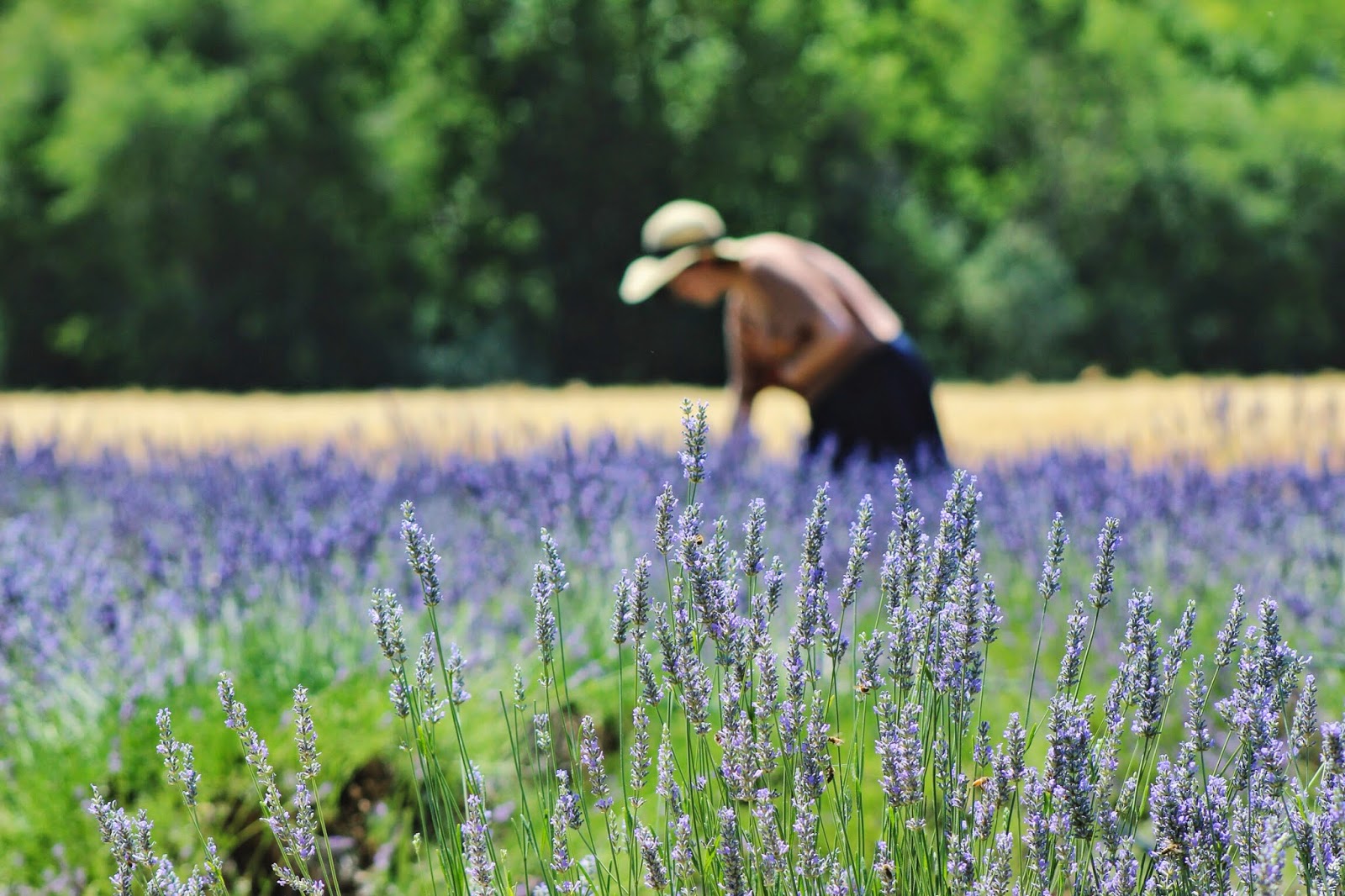 cutting+fresh+lavender.jpg