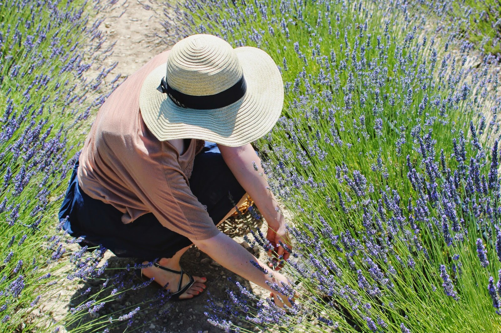 cutting+lavender.jpg