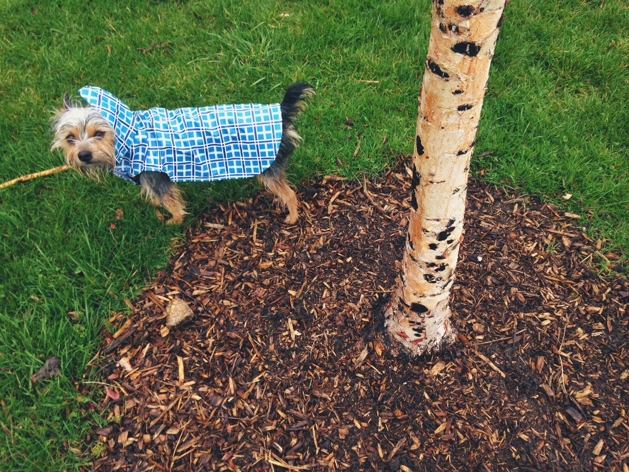 pippin+in+a+raincoat.jpg