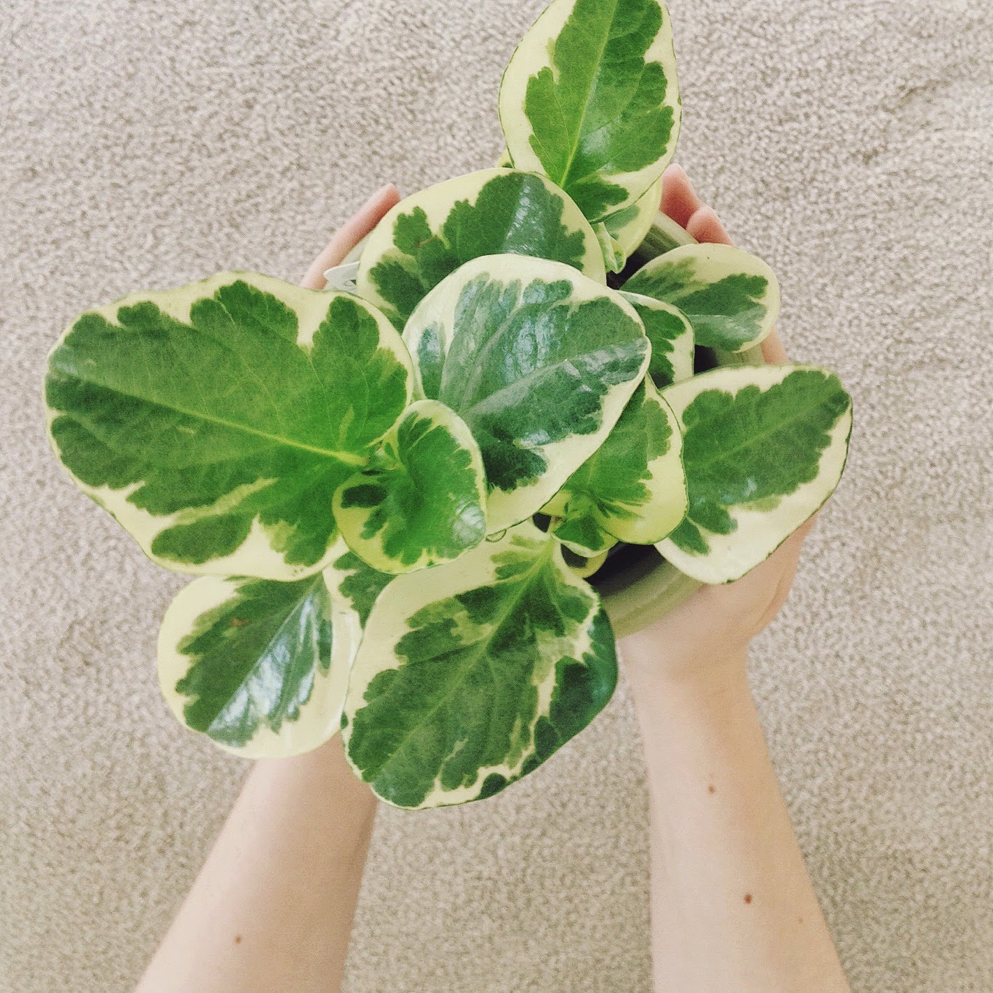 baby+peperomia+plant.jpg
