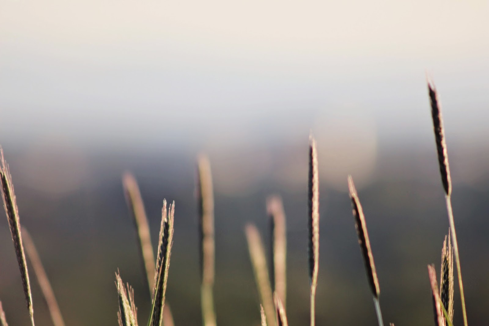 tall+spring+grass.png