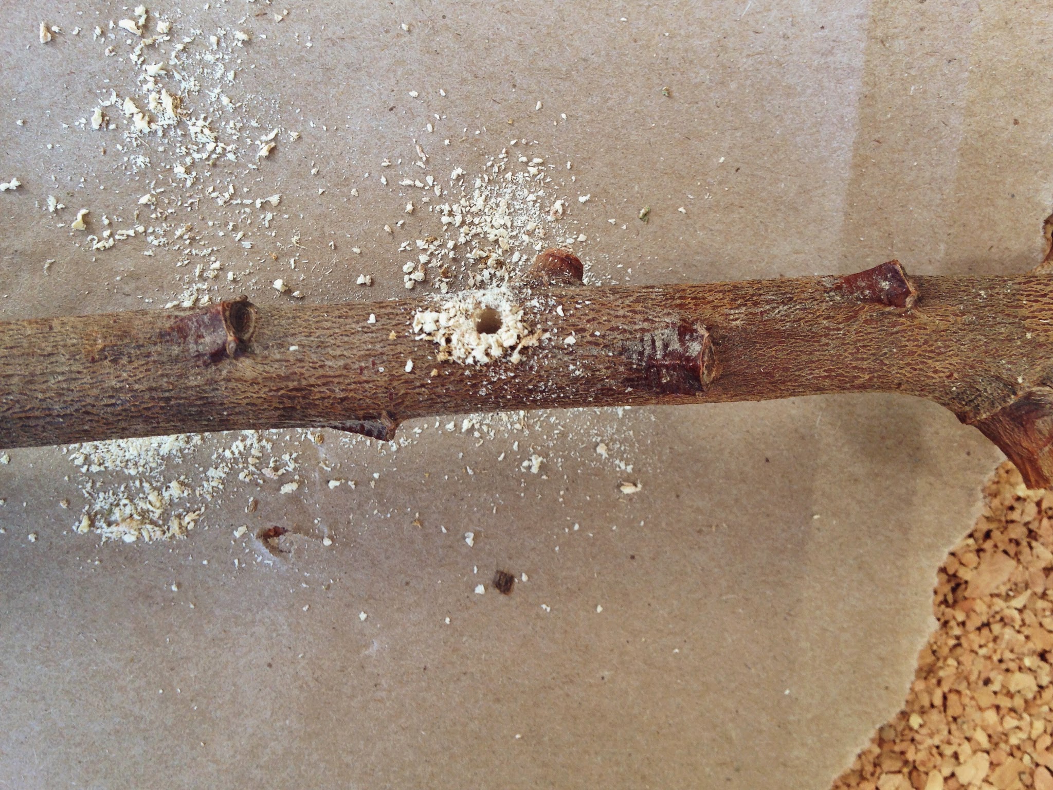 hole+in+branch.jpeg