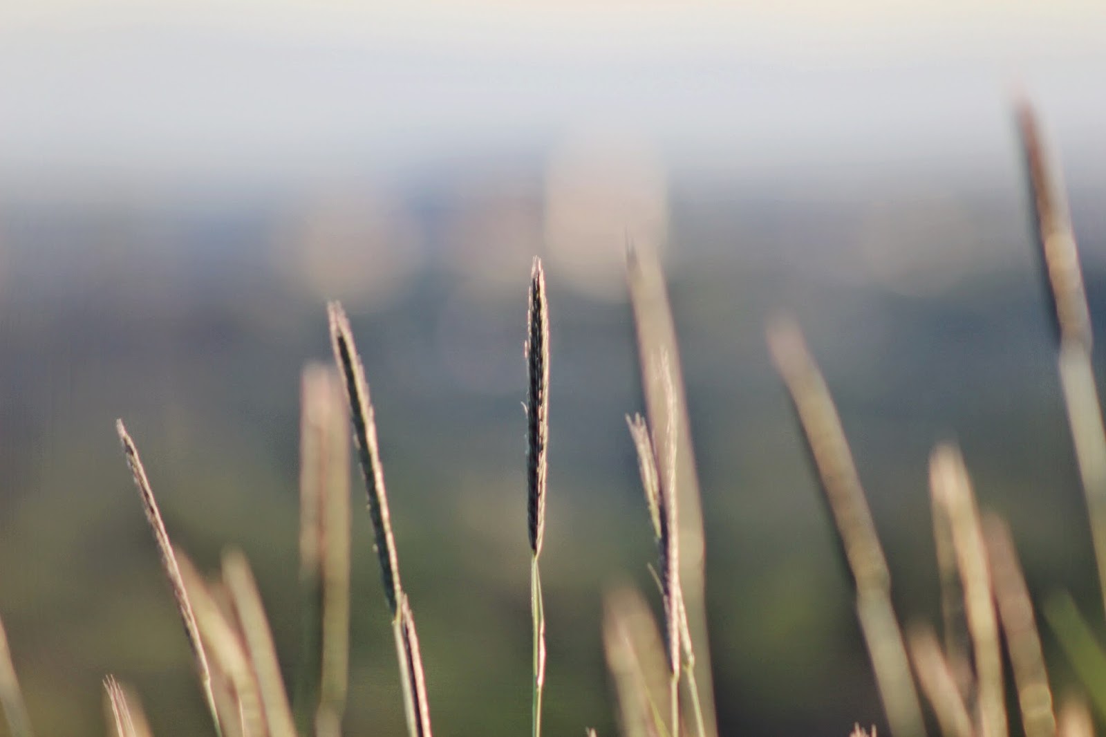 grass+in+the+foothills.png
