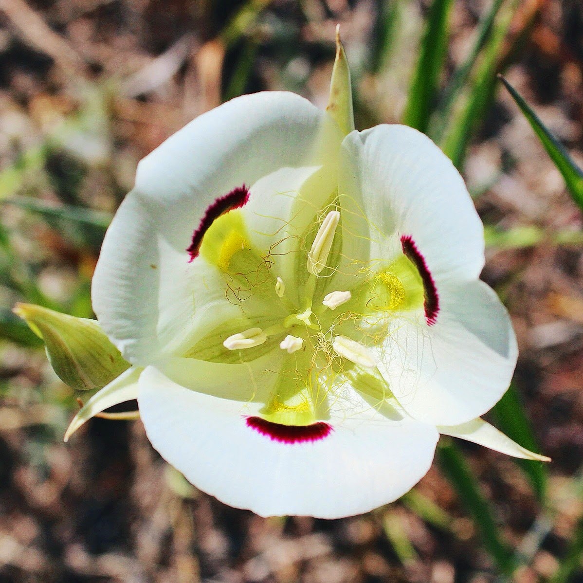 mariposa+lily.jpg