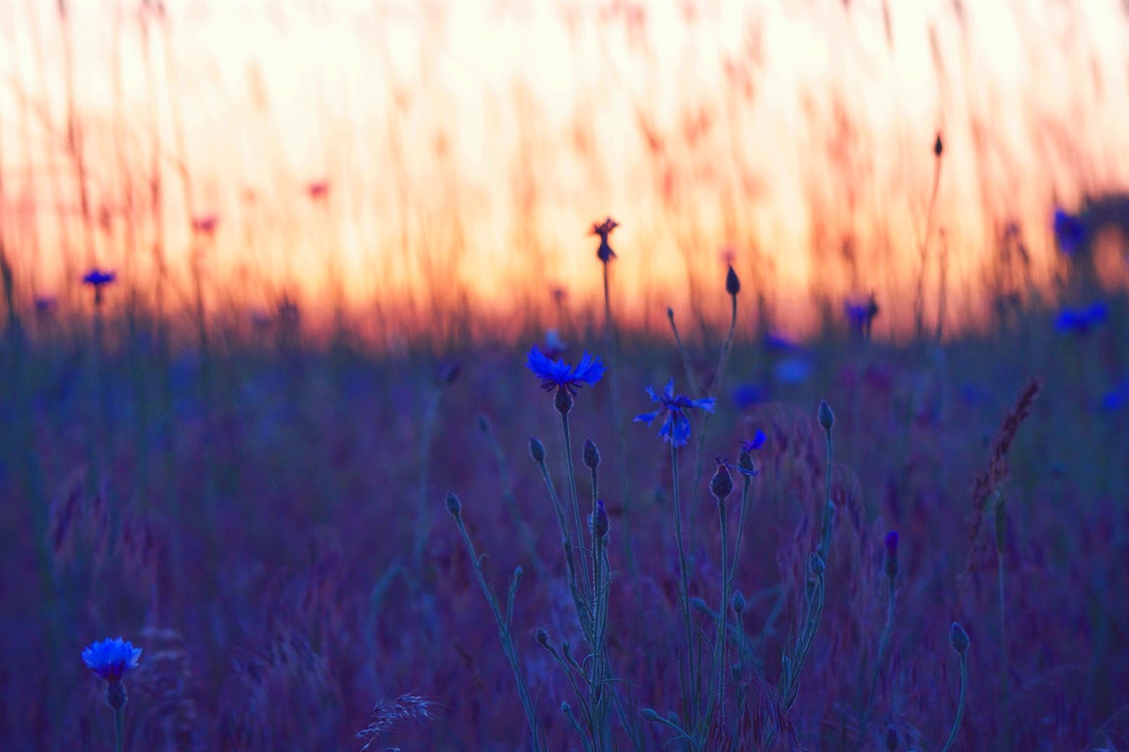 playing+with+lenses.jpg