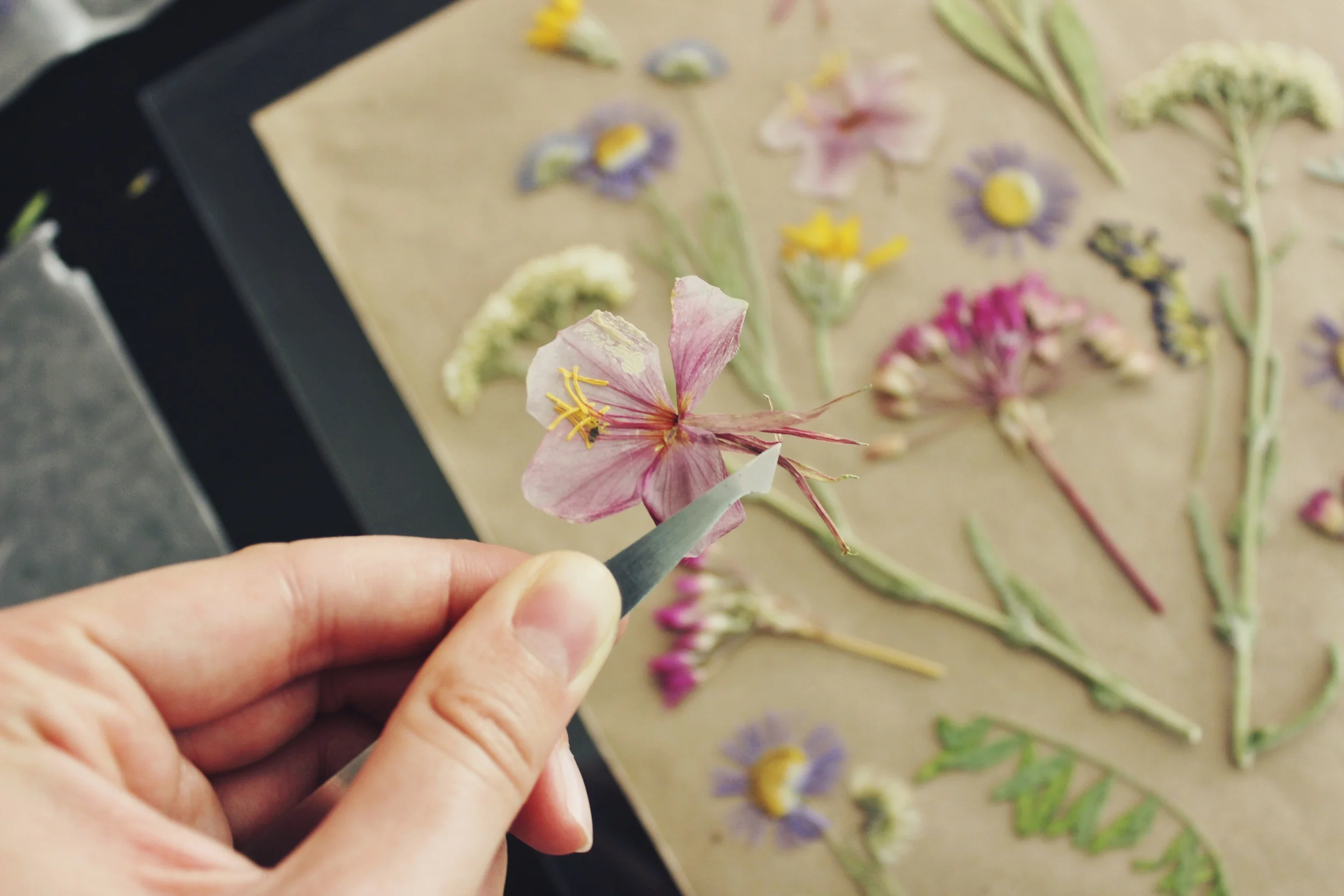 DIY Pressed Flowers in Float Frame — emorie kidder