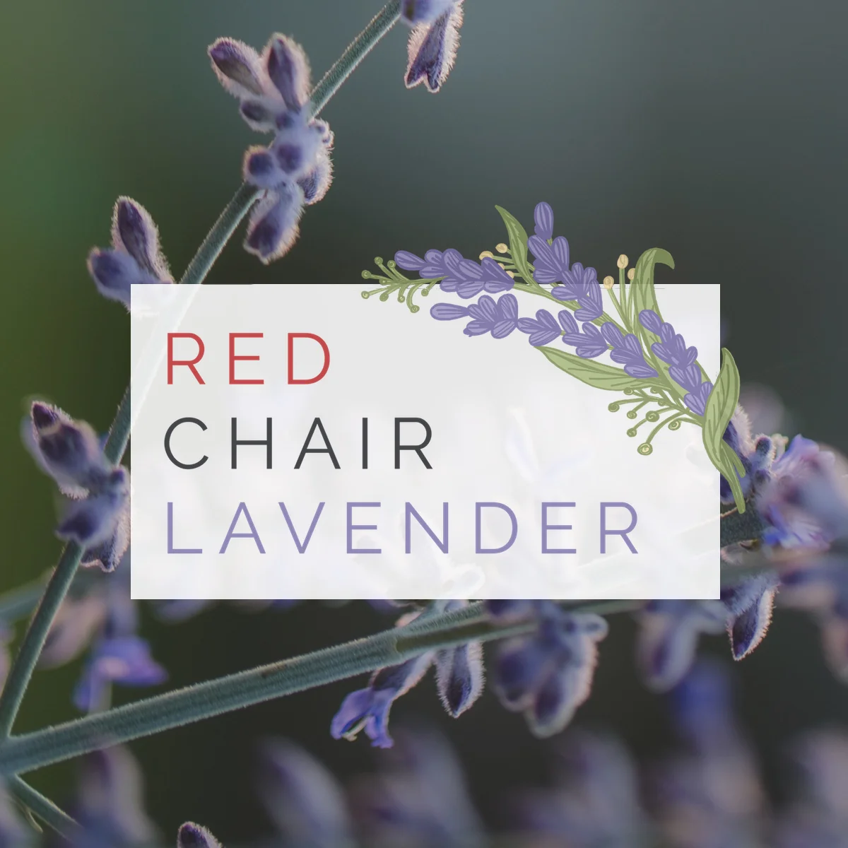 redchairlavender.jpg