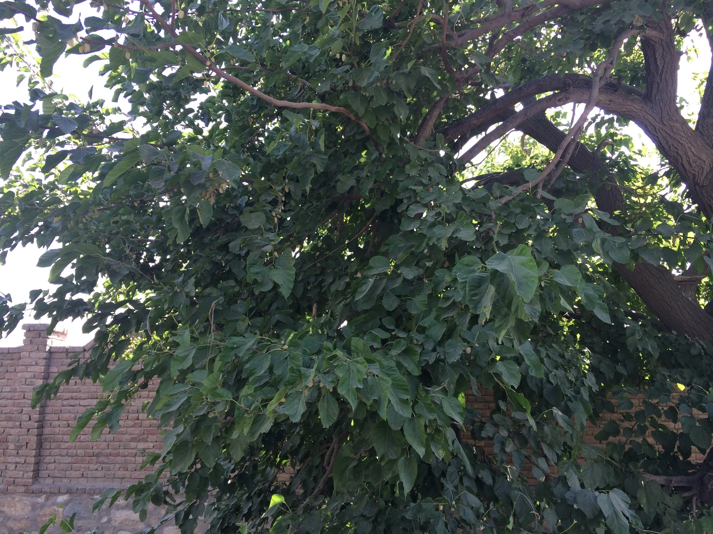 IMG_9681.jpeg