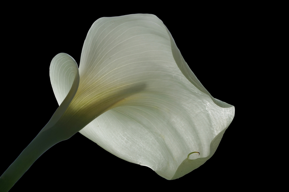 Berns Under the Calla.jpg