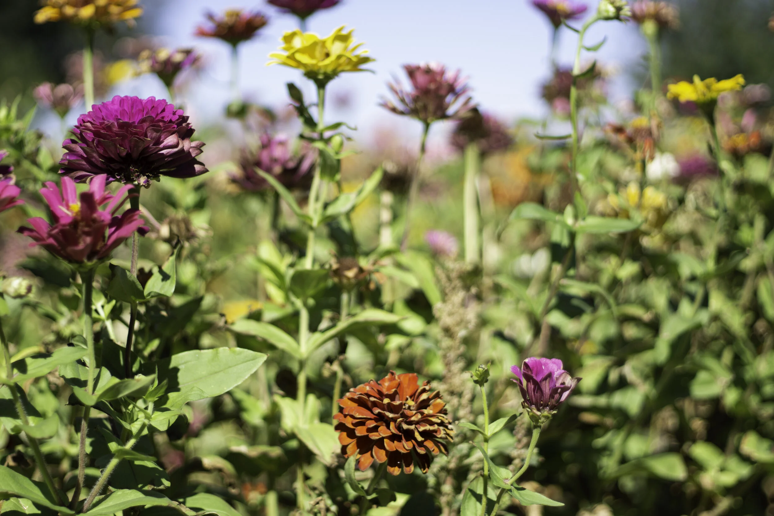 Freddricksberg 2019-11.jpg