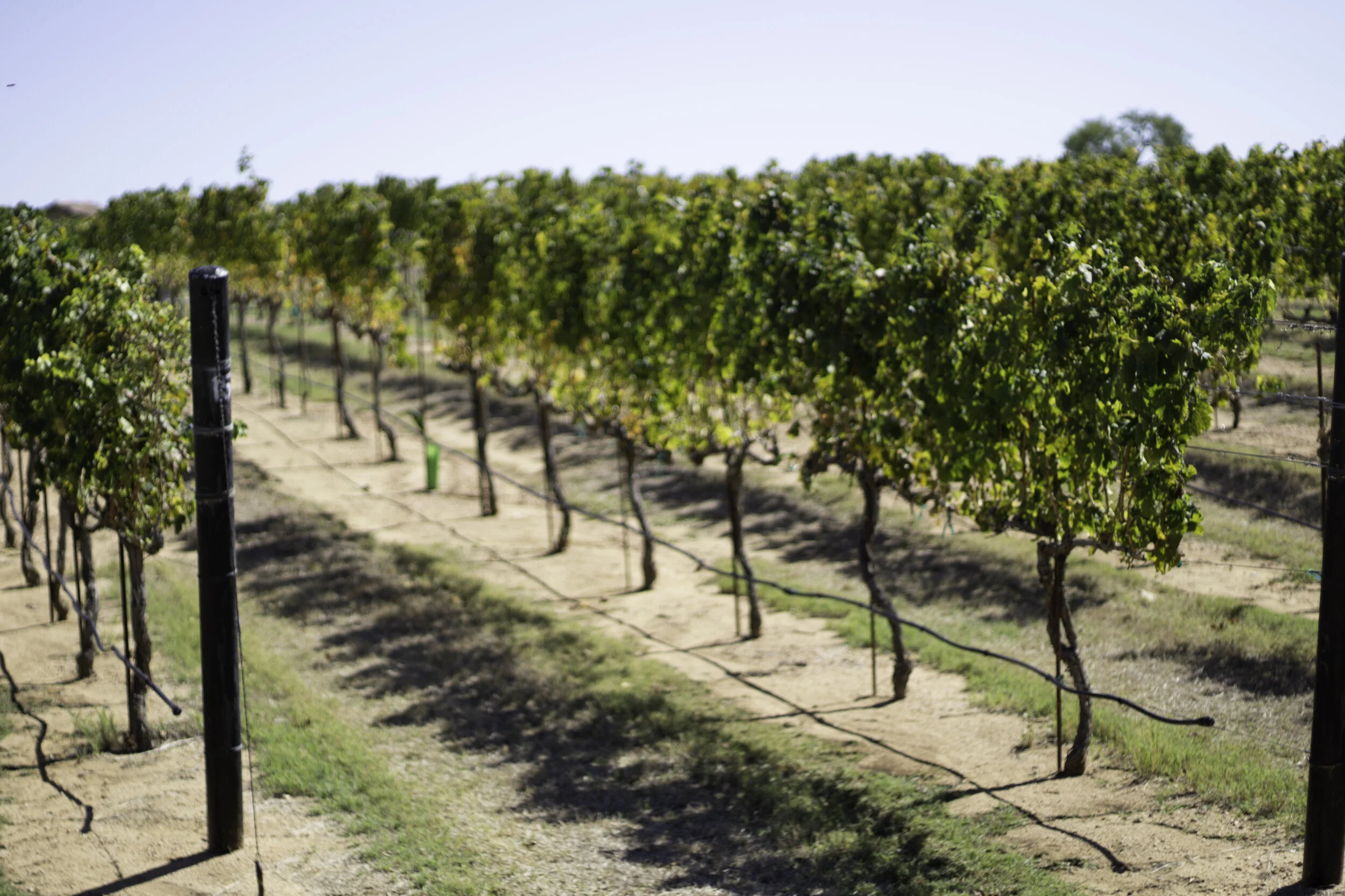 Freddricksberg 2019-8.jpg