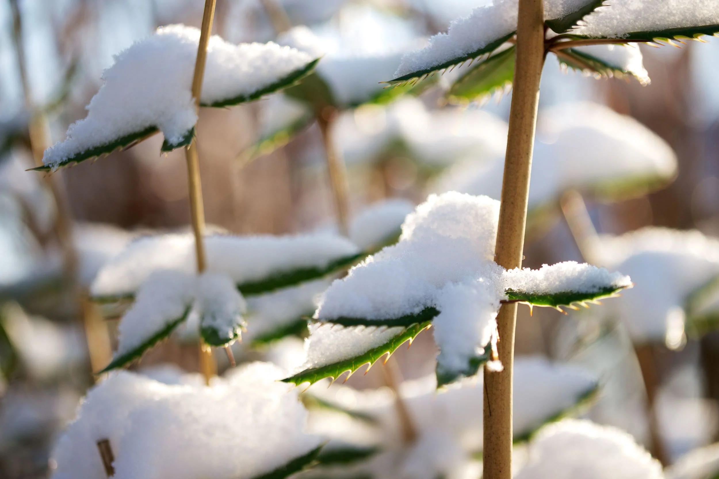 schnee-01.jpg