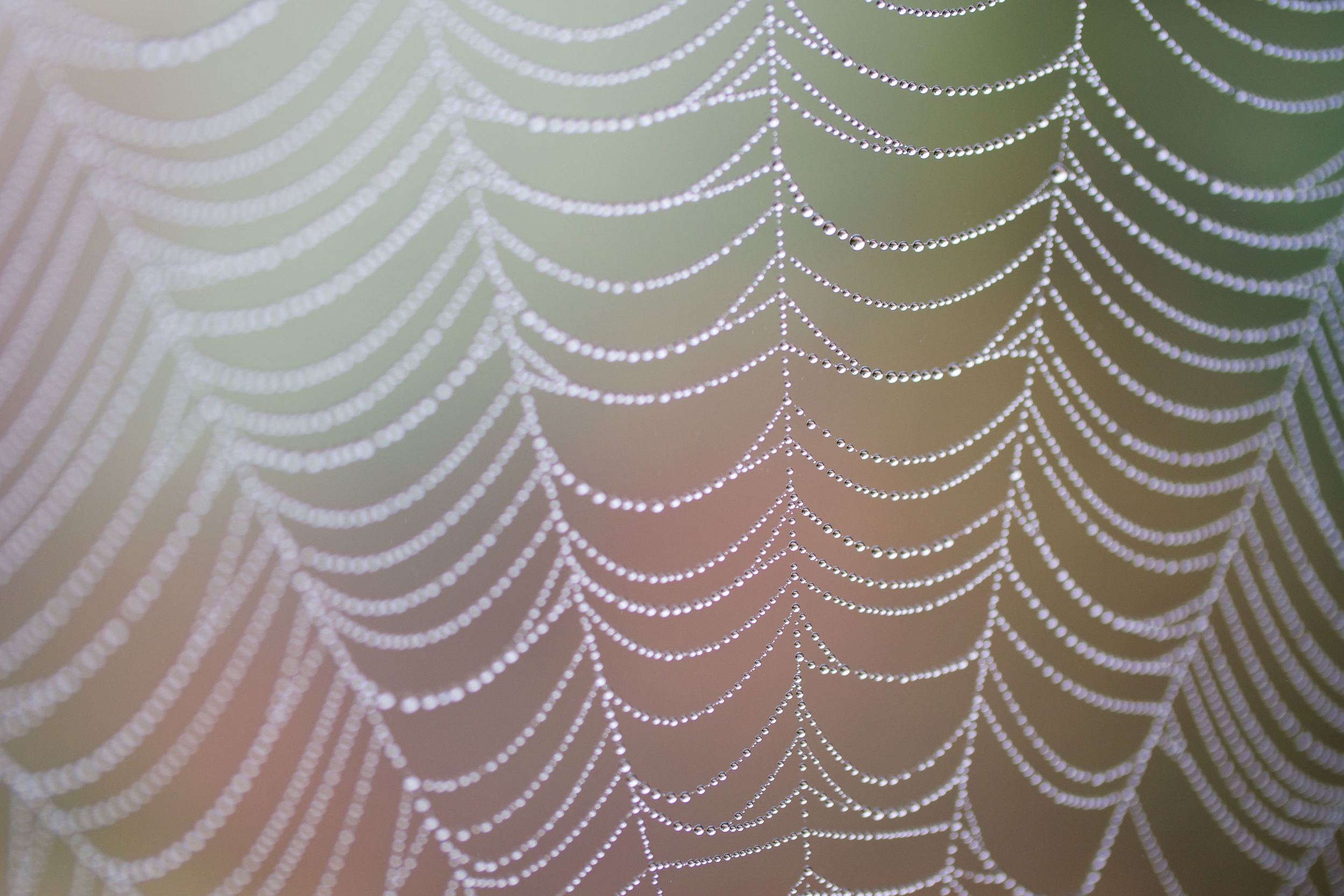 spinnennetz-02.jpg