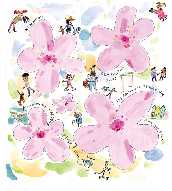 Washington Post- cherry blossoms-small.jpg