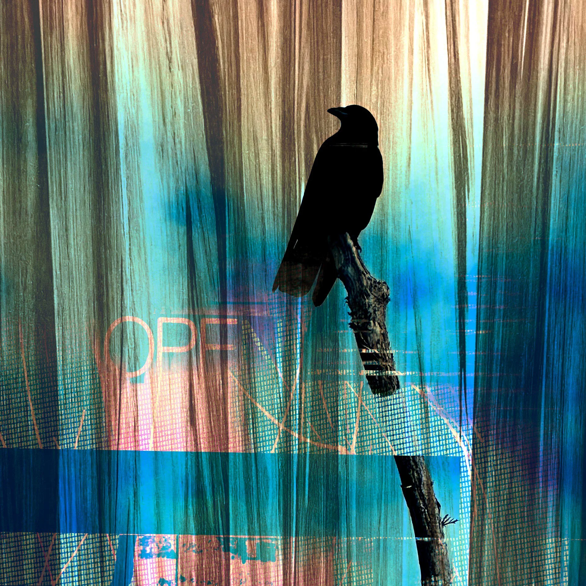 Fine Art Print:   Follow The Crow To Open To Your Power