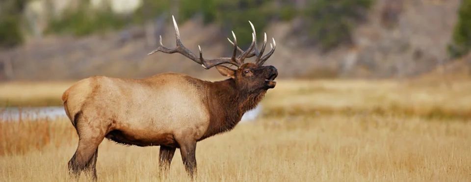 Elk.jpg