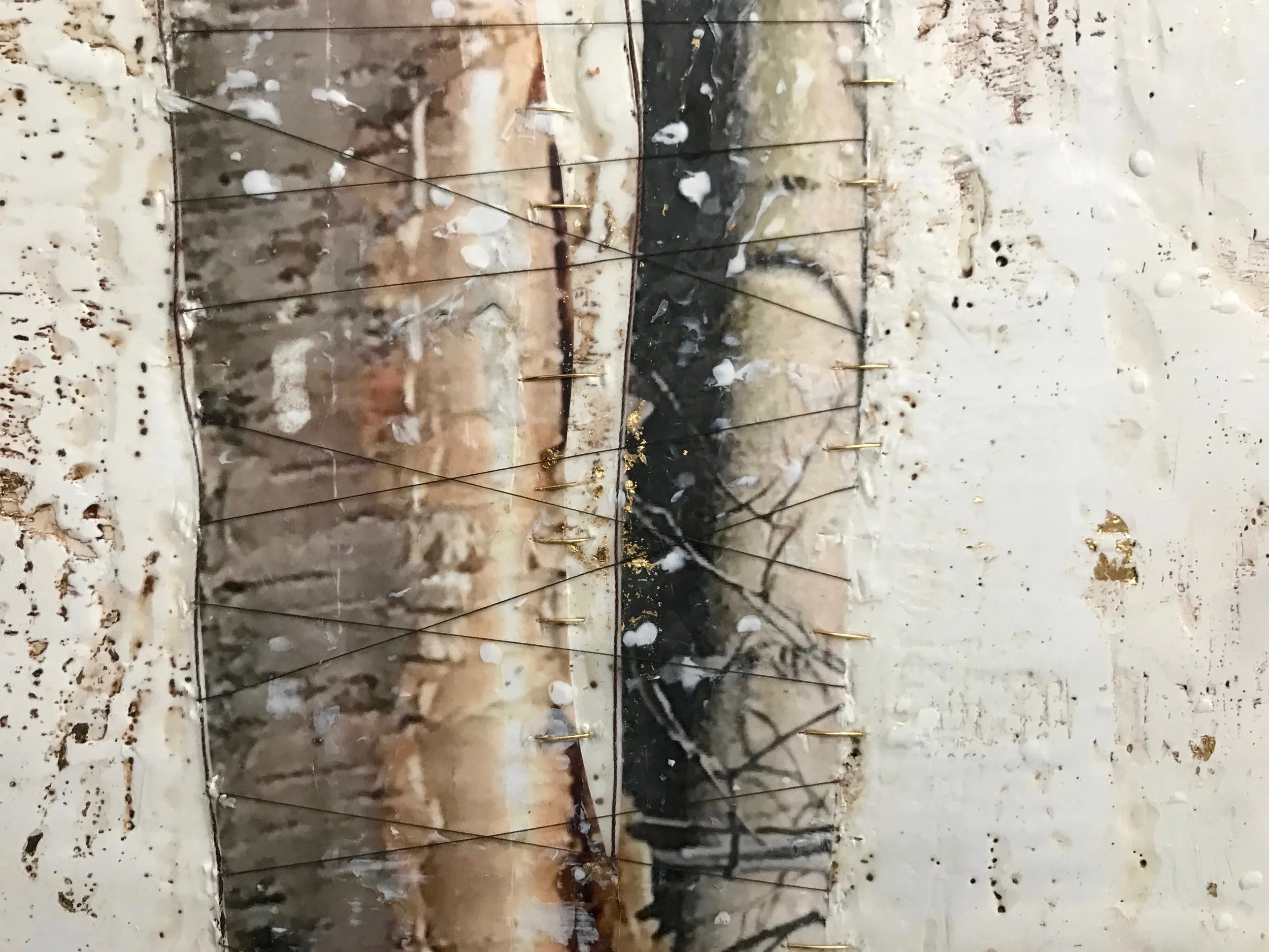 silver birch 3.jpg