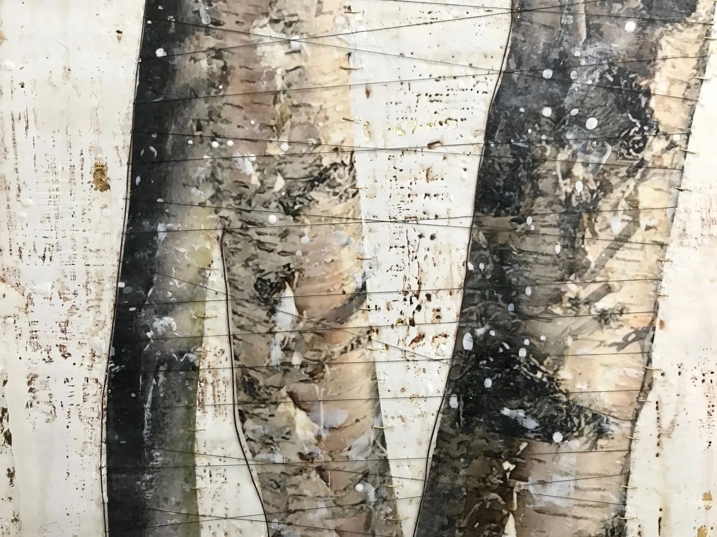 silver birch 2.jpg