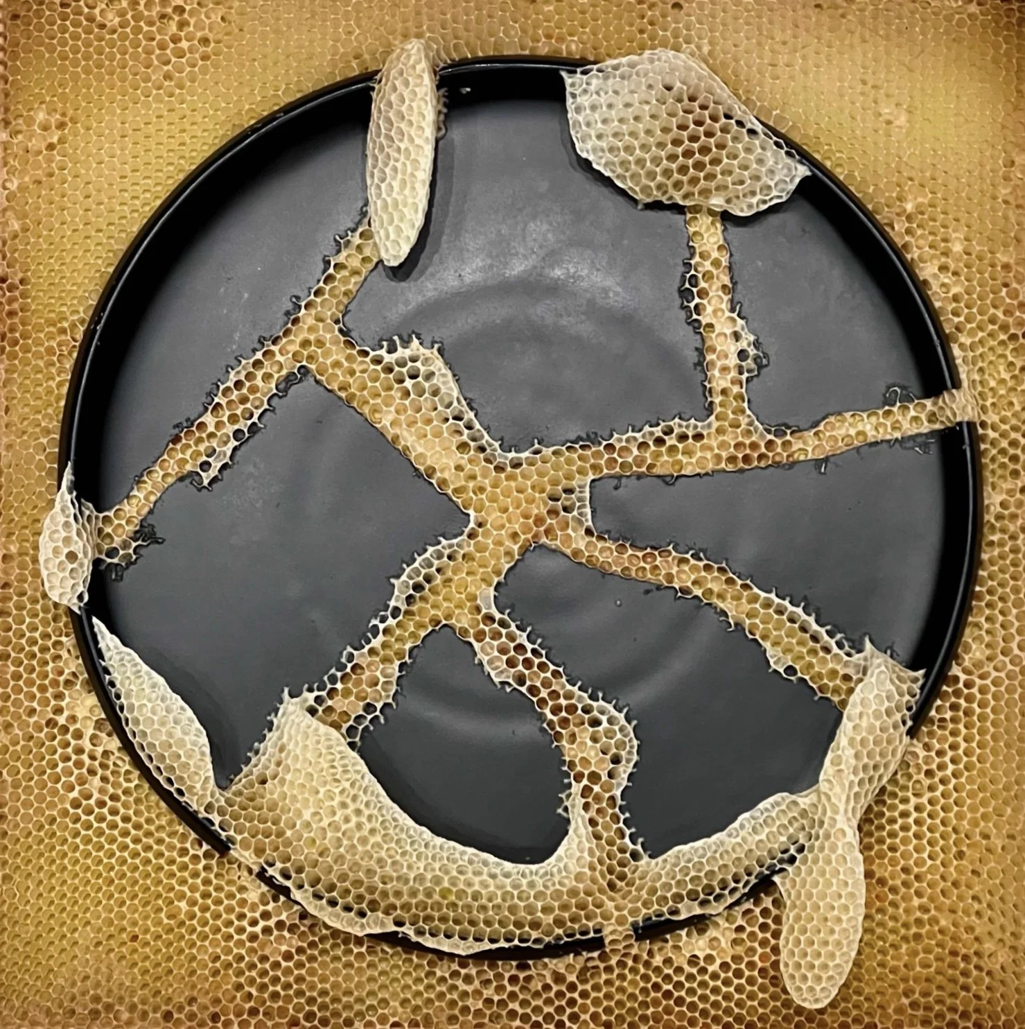 Photoroom_20240815_213325 2.jpg