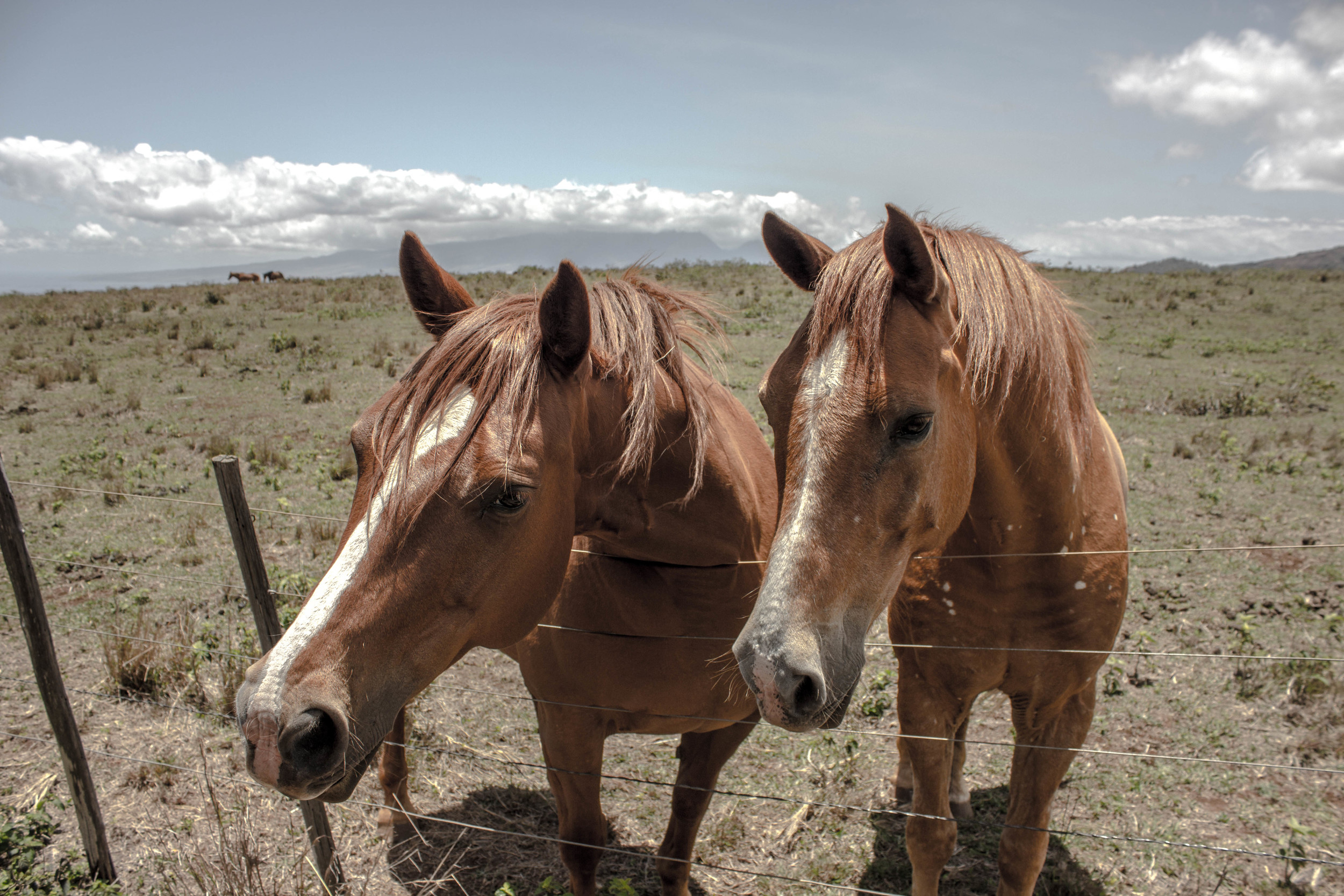 Lanai Horses