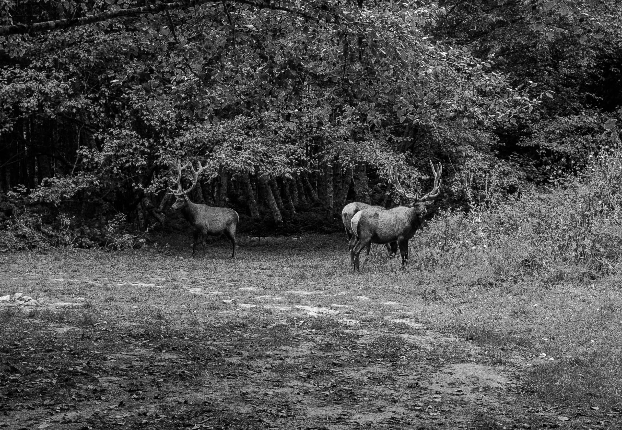 The Herd