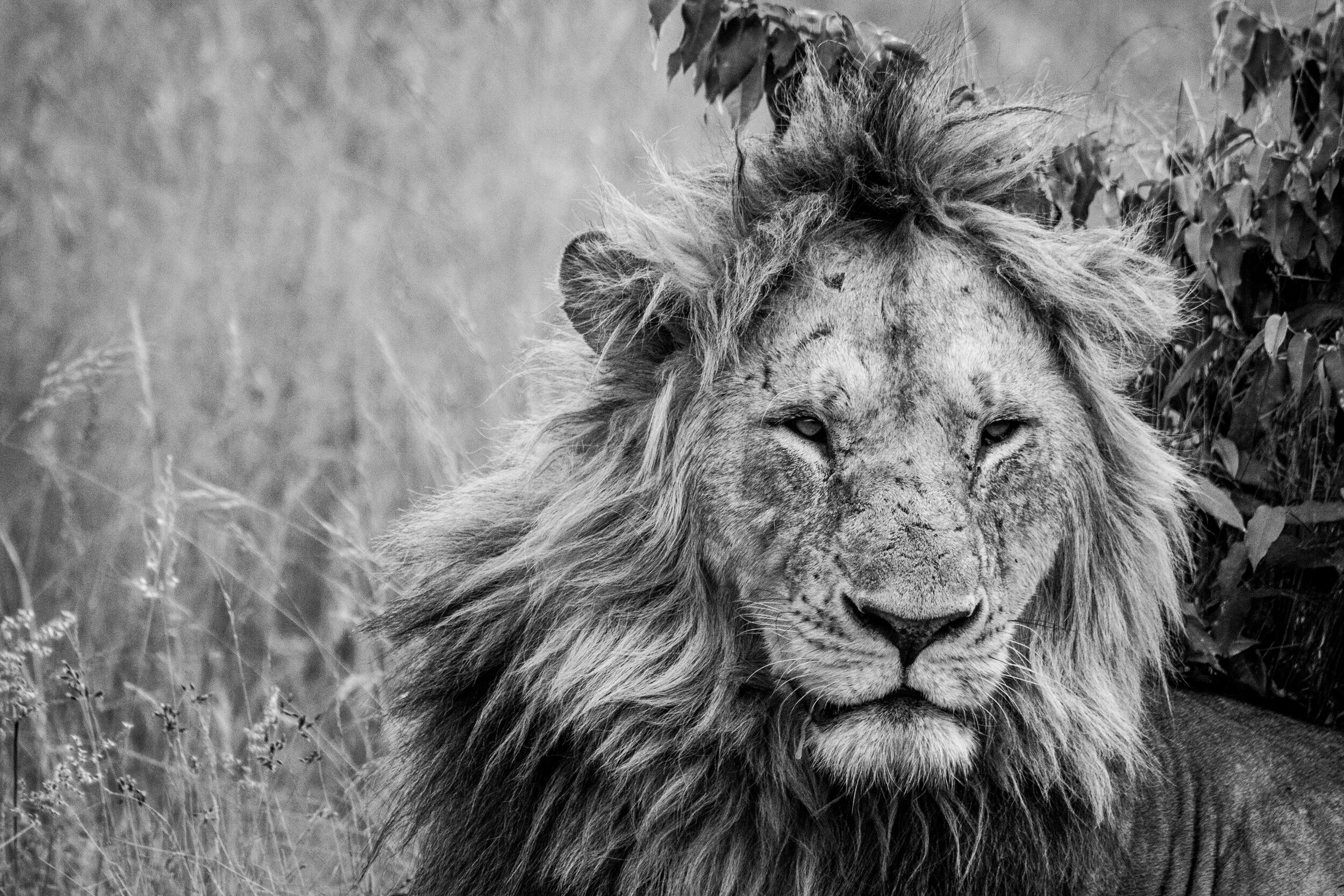 KING
