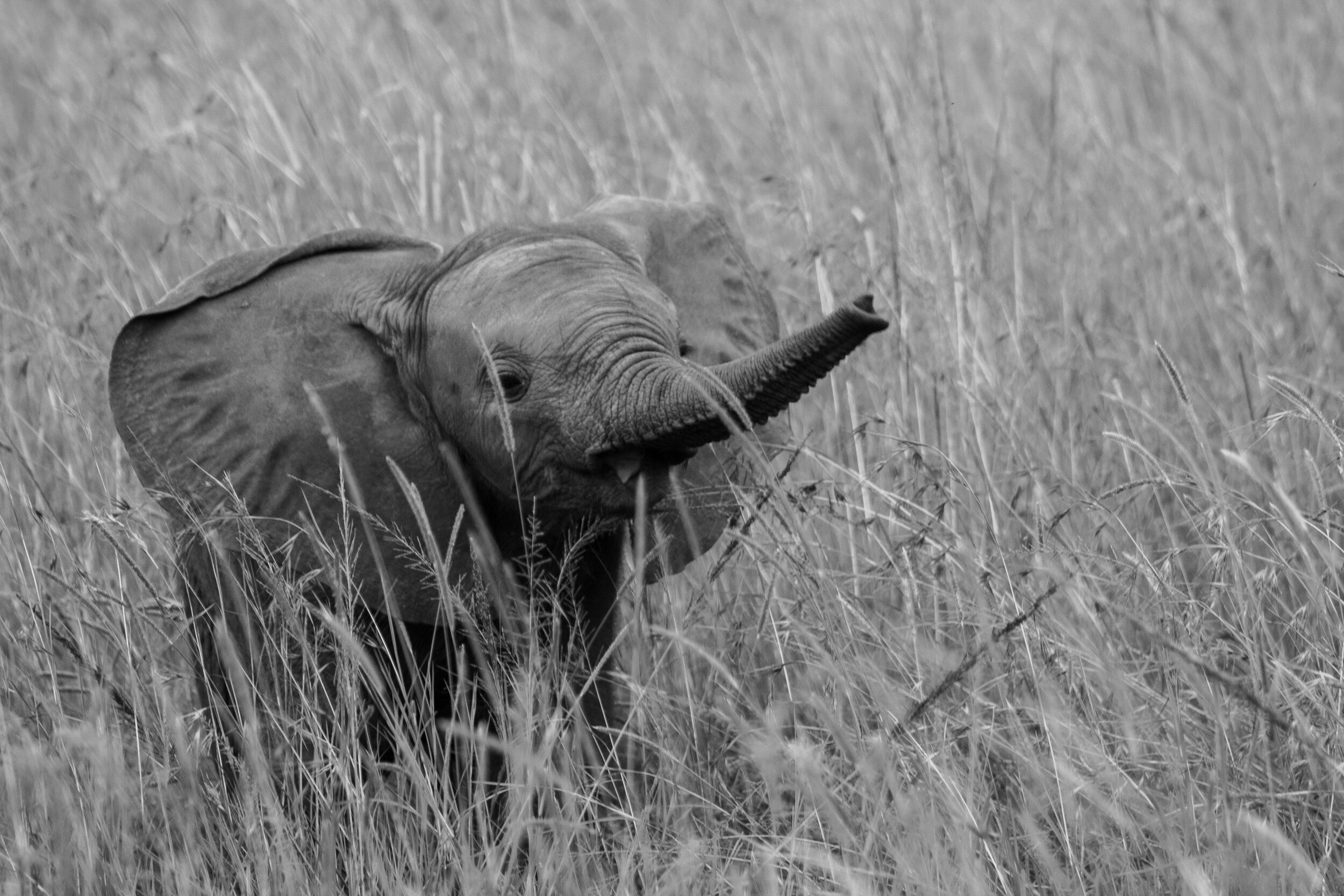 Dumbo